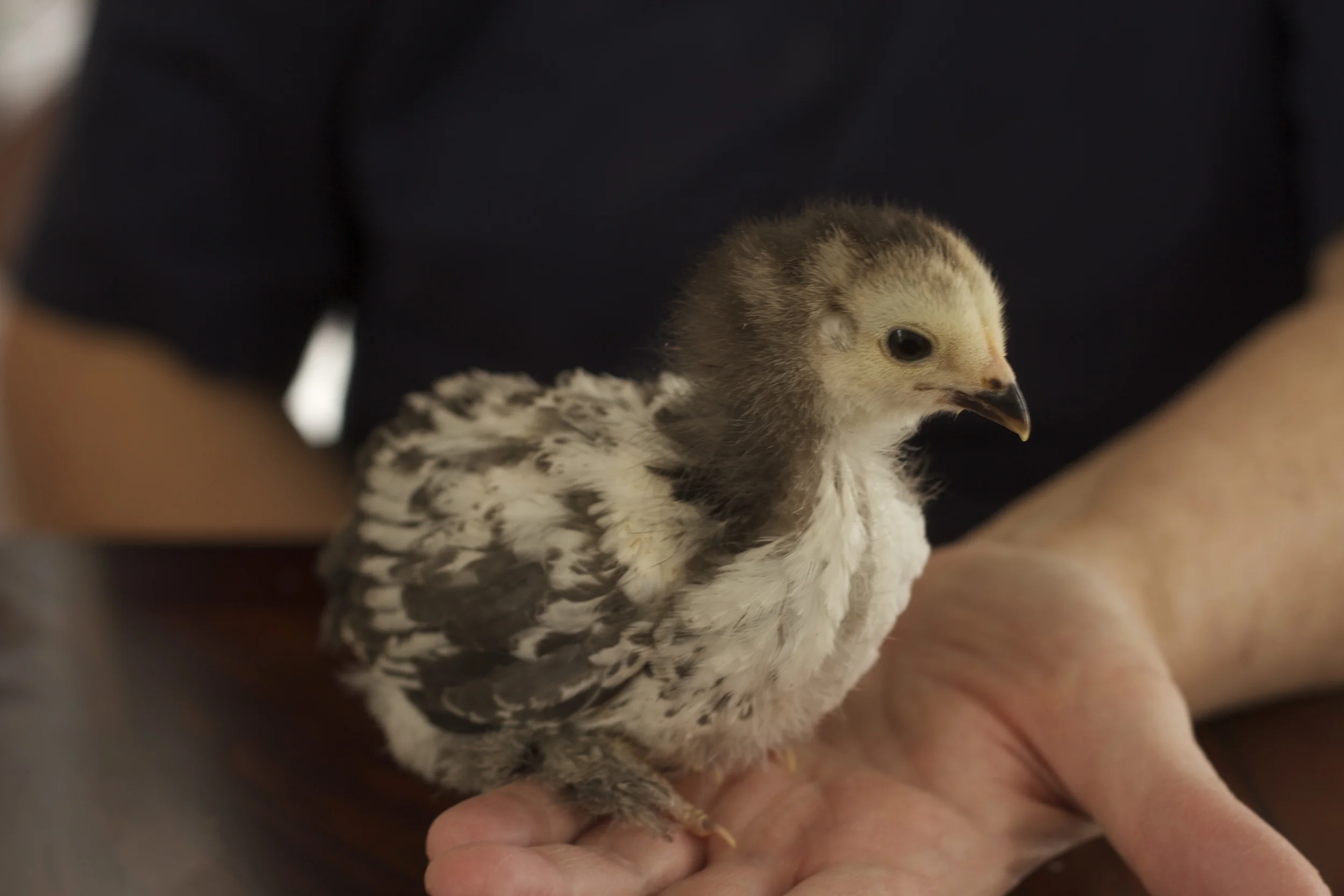 One of the 25 Brahma's, 2/21
