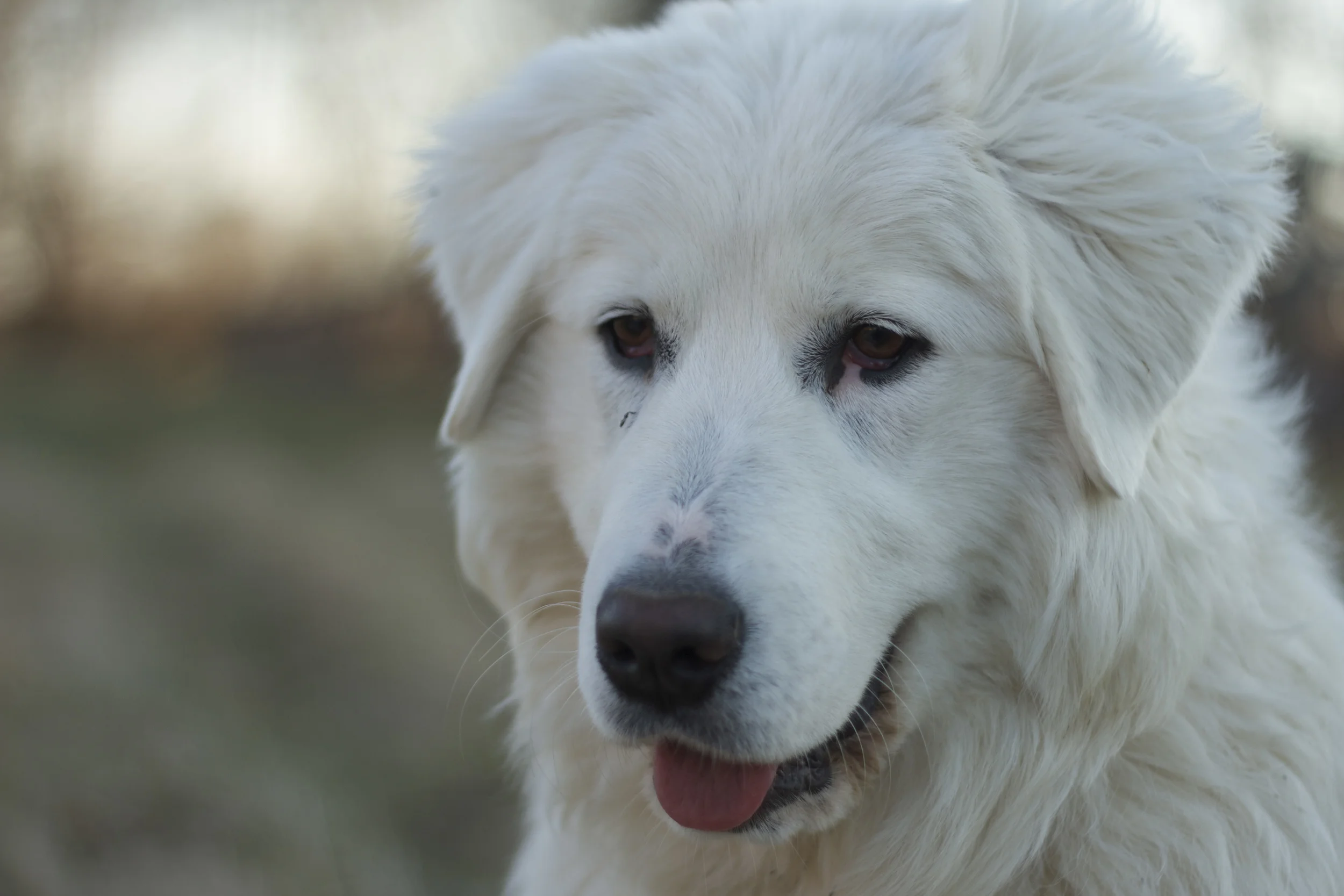 My girl Belle. She is the best.