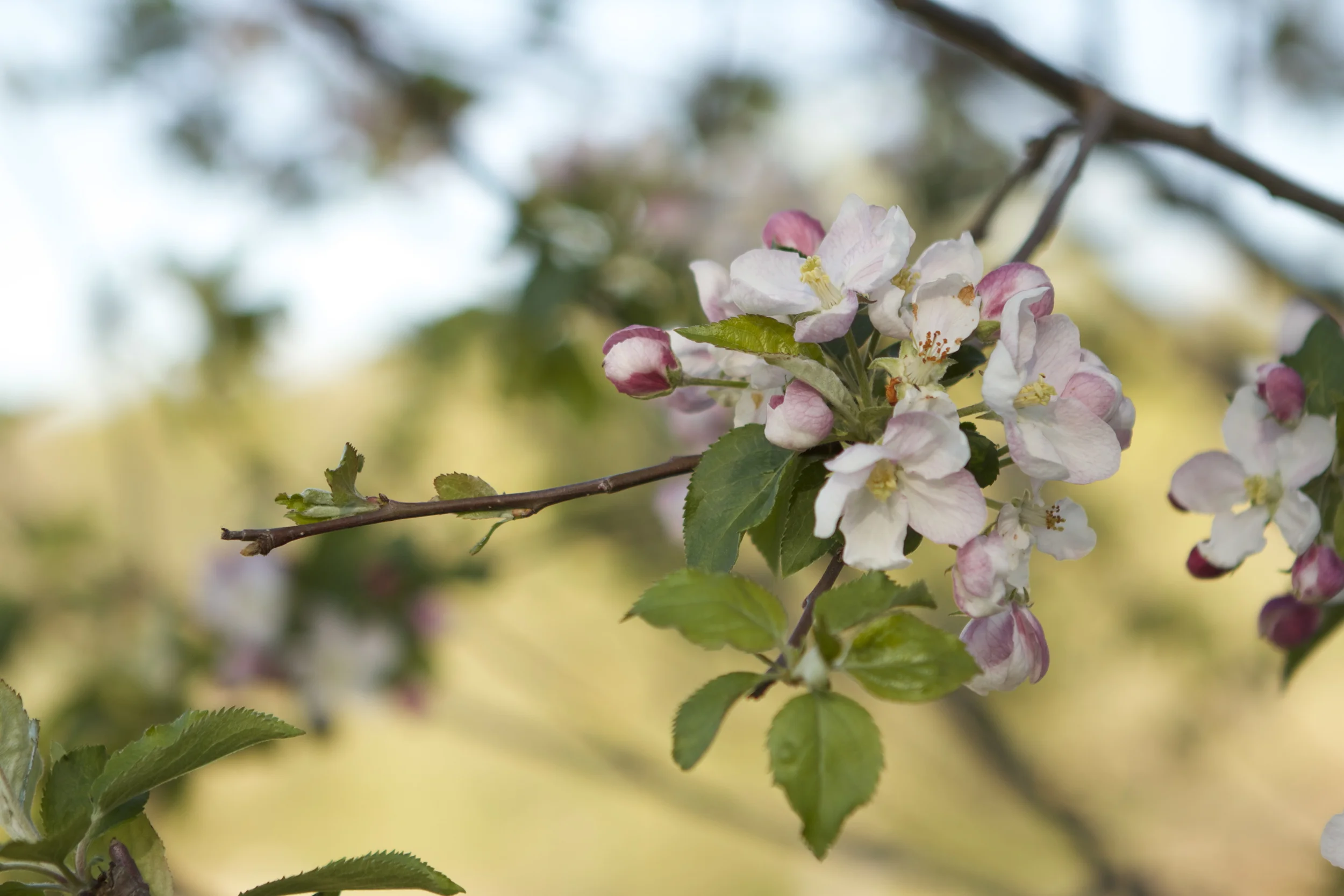 Last week the tulips peaked and the week before, all of the fruit trees were in full bloom...