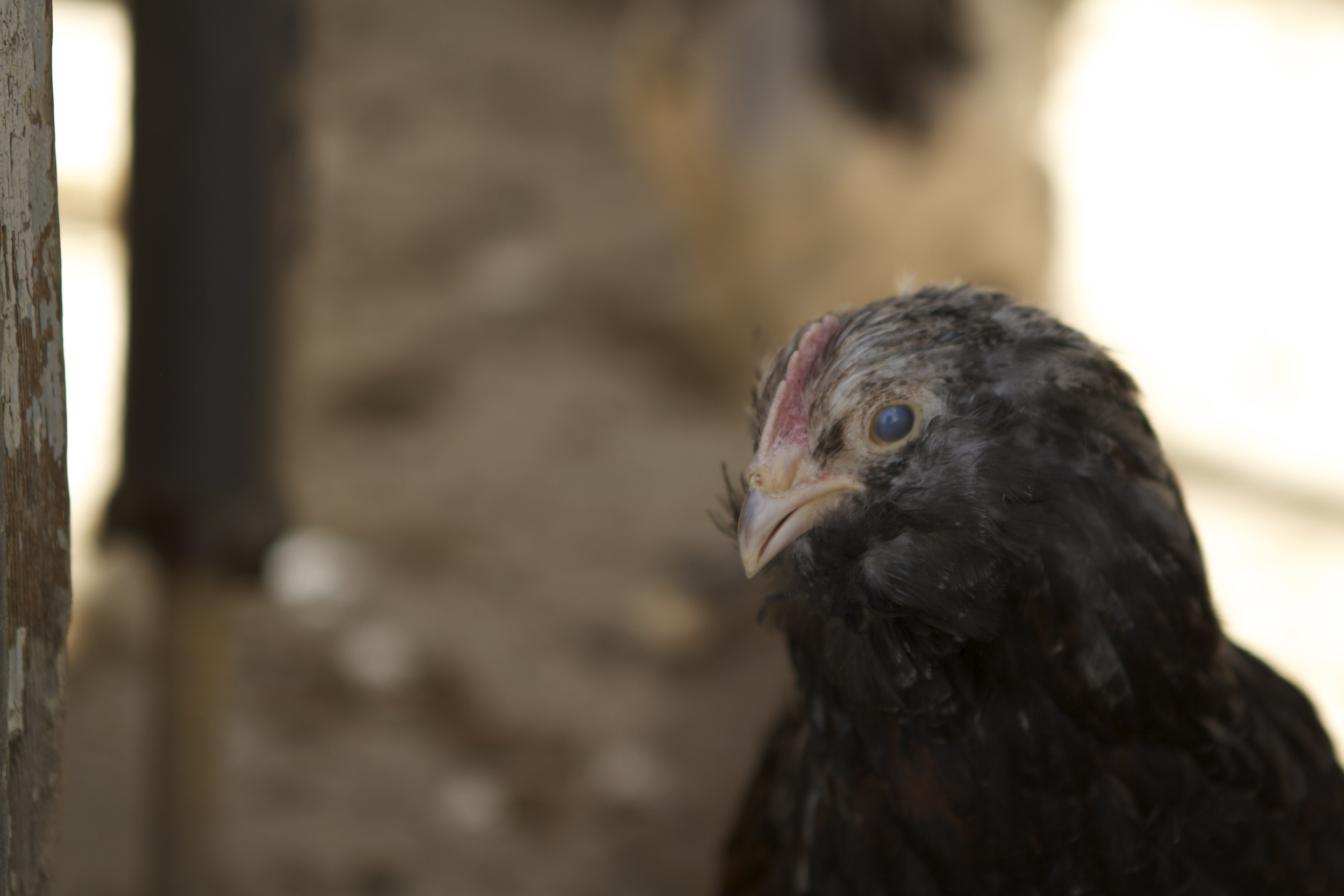 This is Gimmick -- Our almost famous half blind "bonus chick" - You might recall this was the cute yellow chick they sent us 11 weeks ago (back in February 2015...)