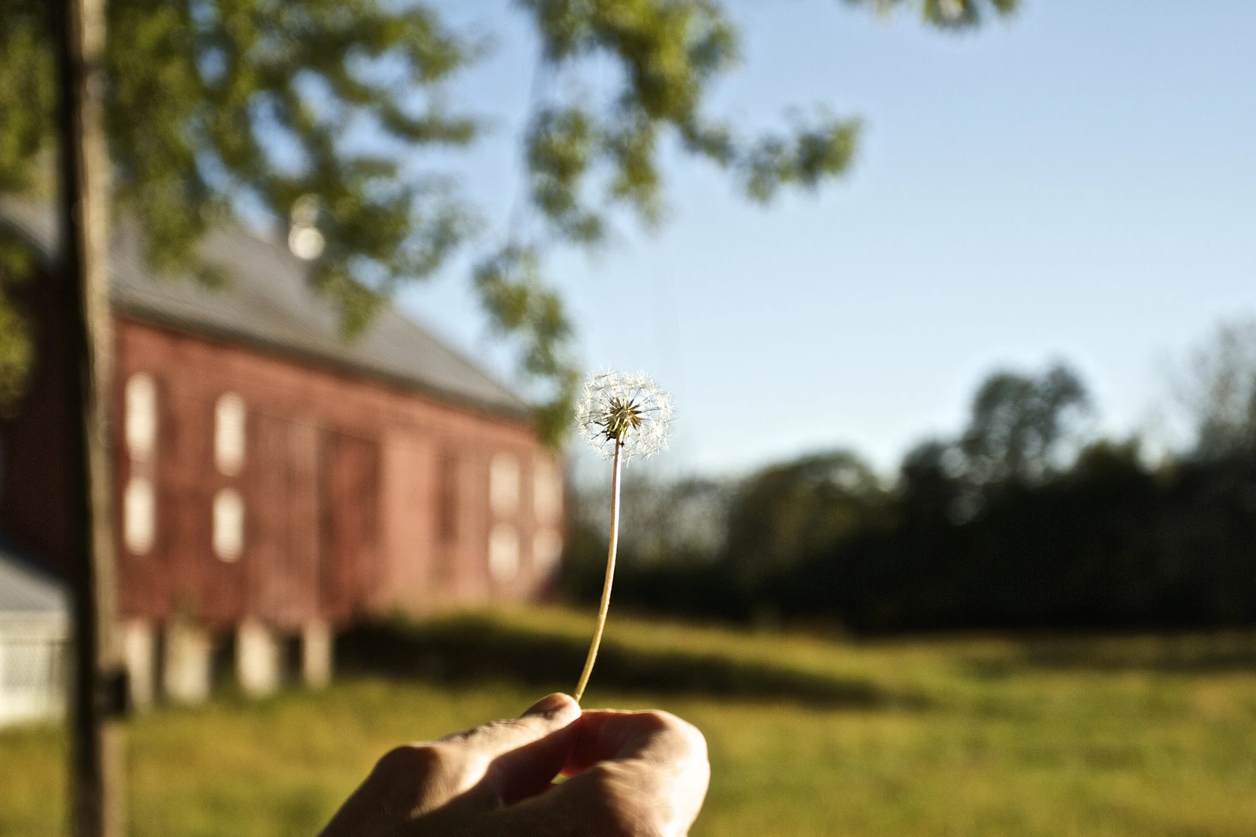 ...but in the meantime, she can even make clover and dandelions look good!