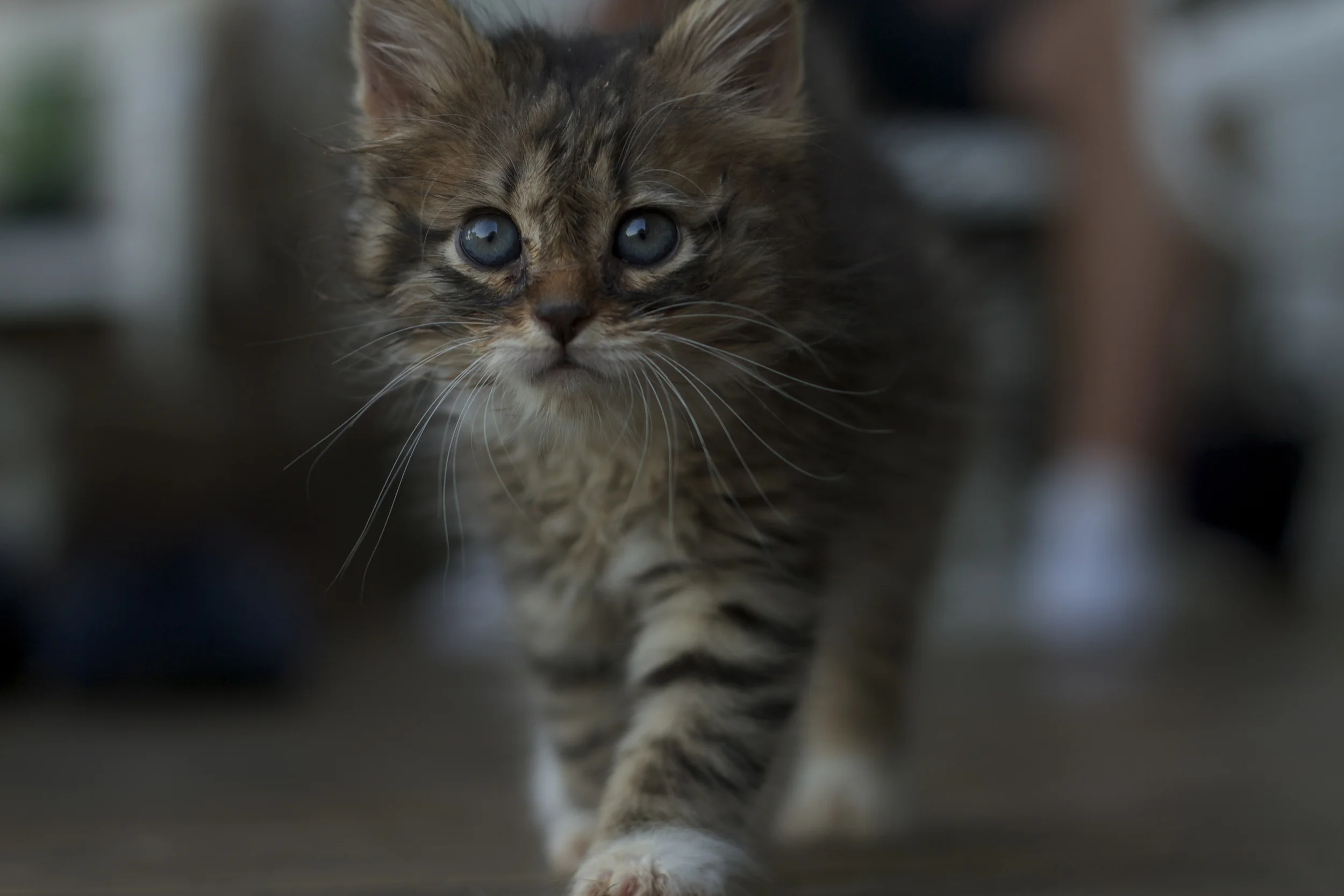 Mischief at around 5 weeks? Also known as Nugget or cray cray...