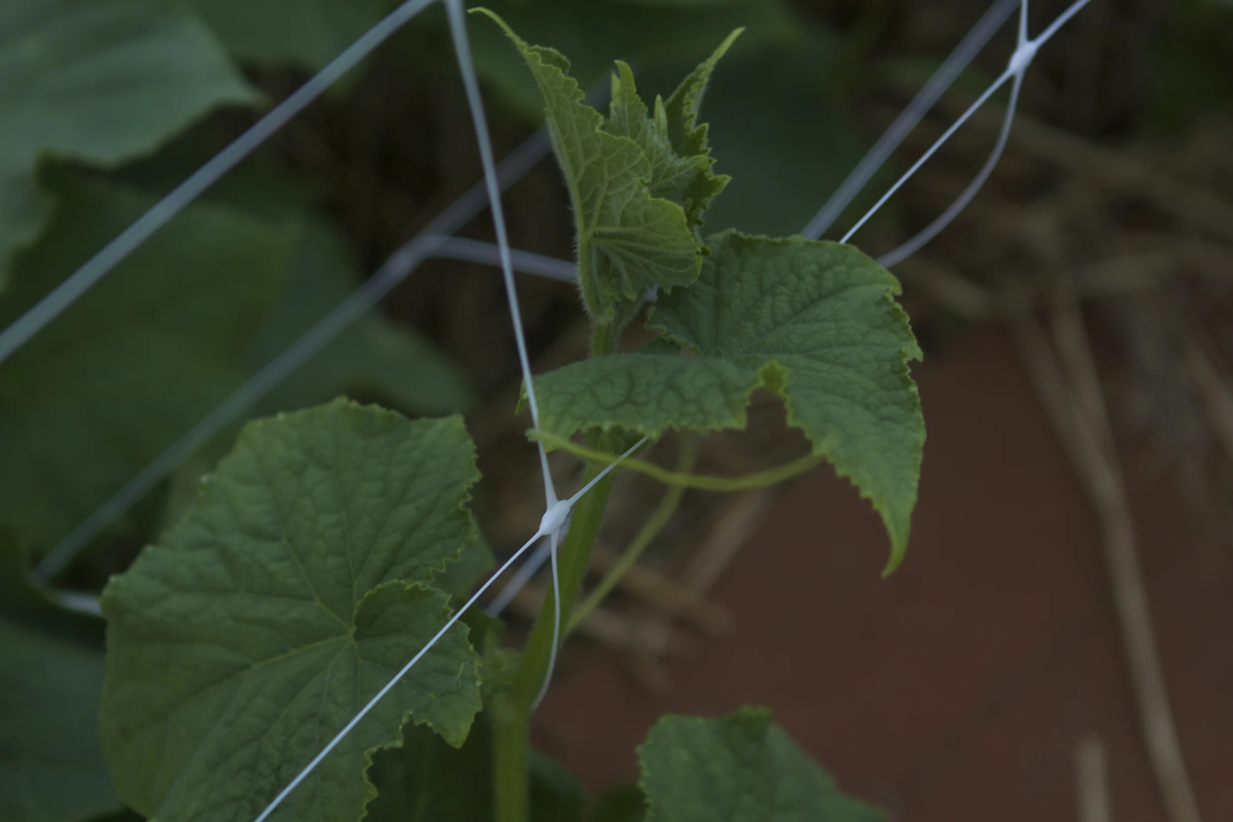 cucs shooting out some tendrils