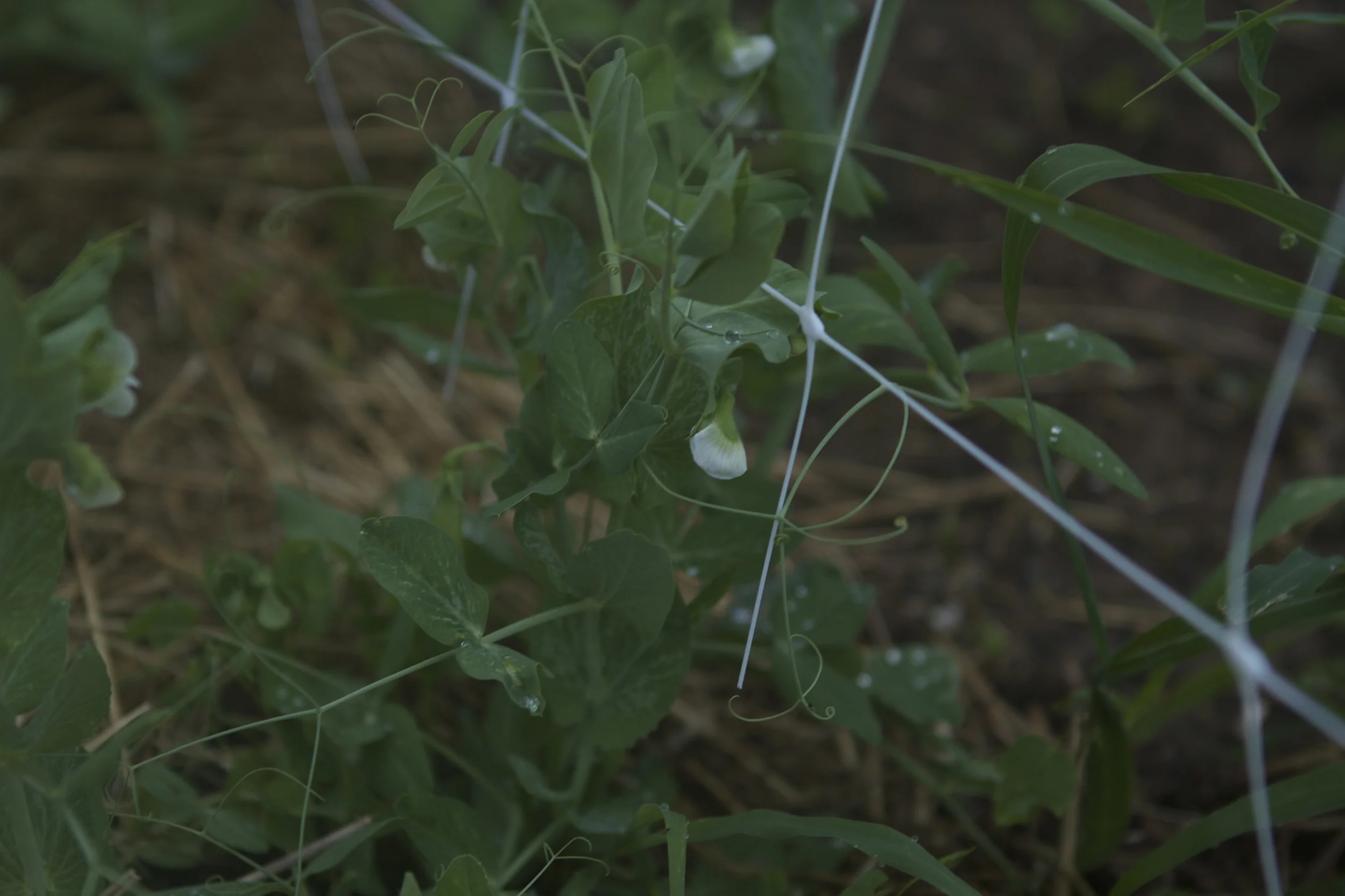 peas!!