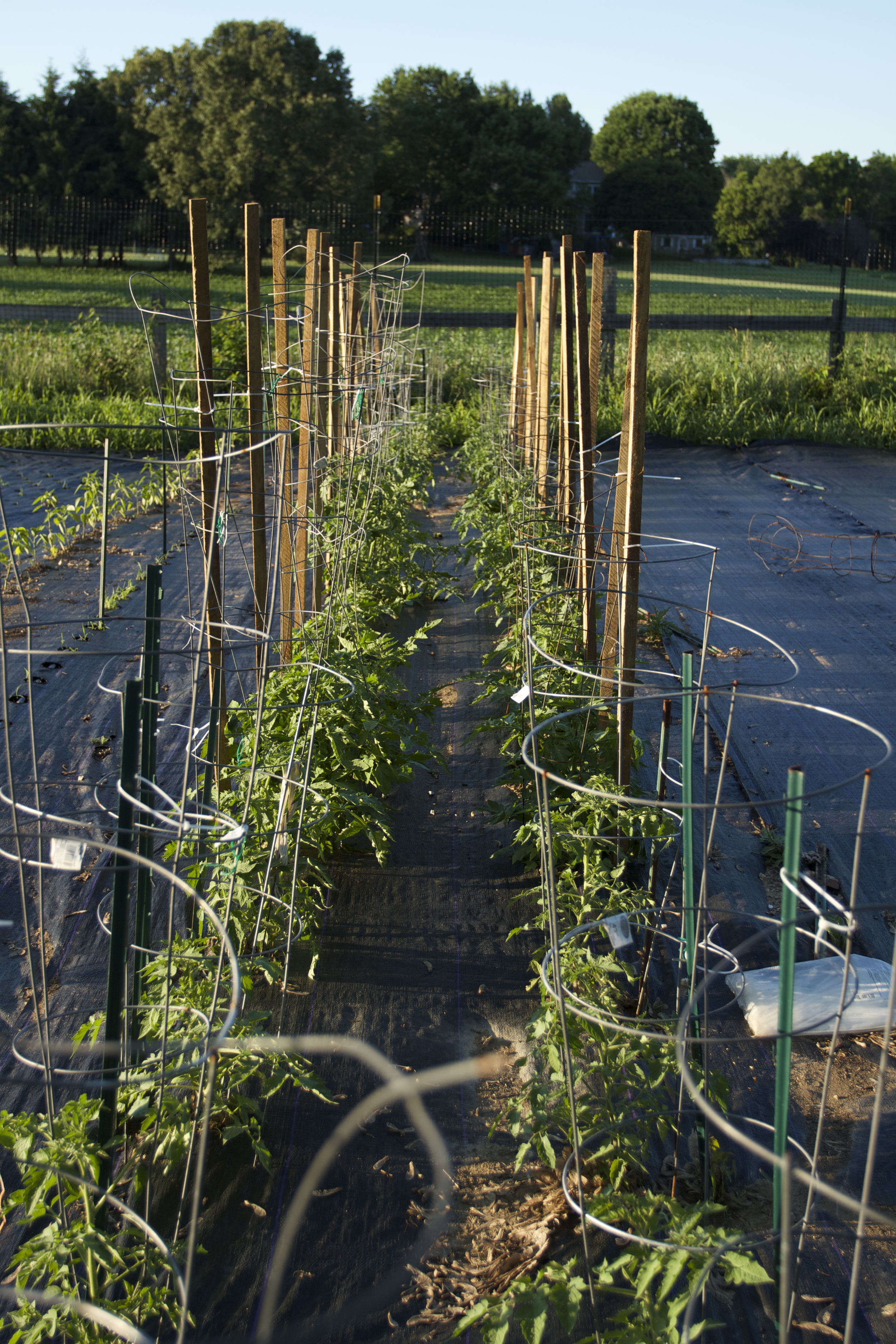 lots and lots and lots of tomatoes