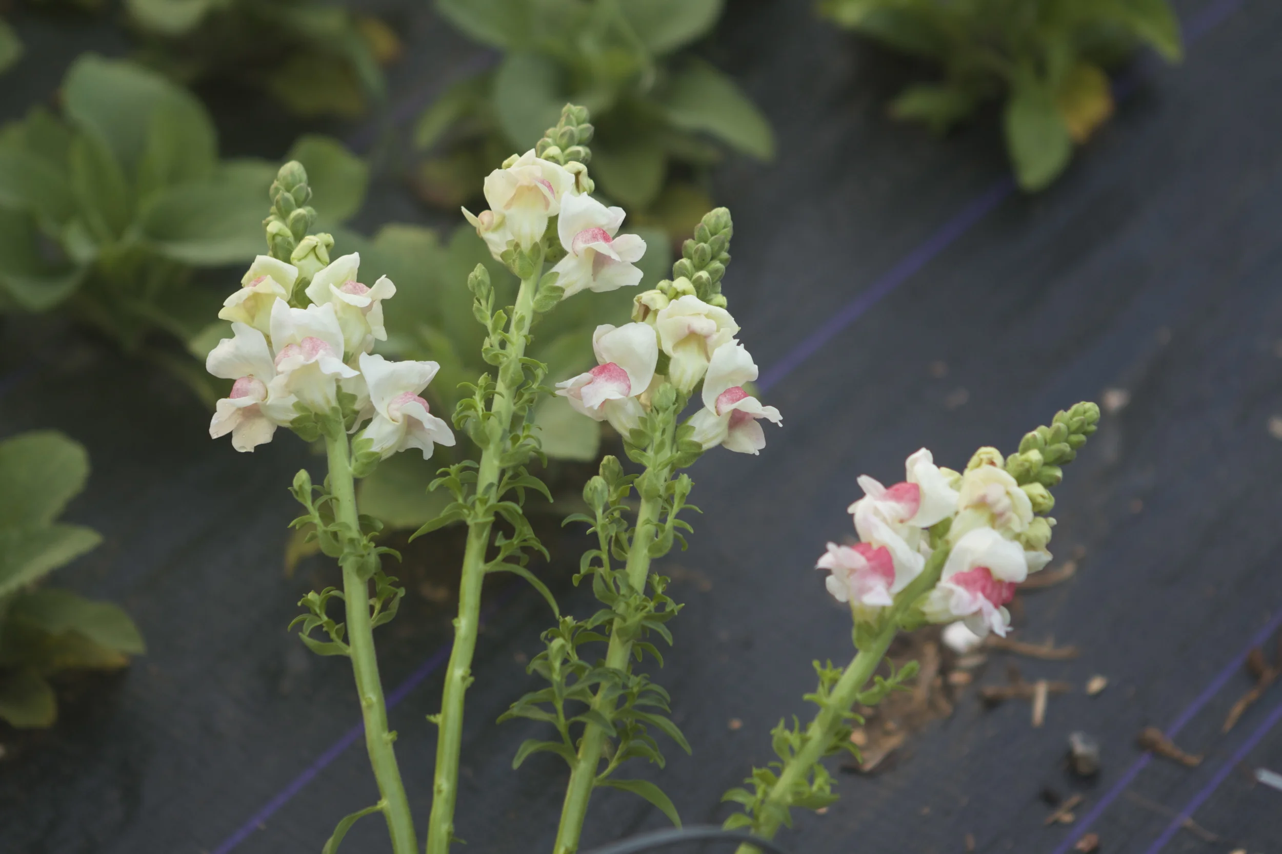 apple blossom snaps (super long stems! sweetest color! obsessed!)