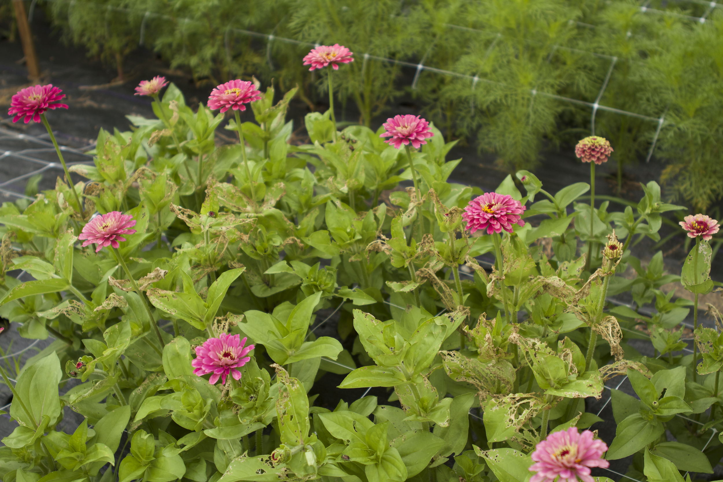 Zinnias under Japanese Beetle attack