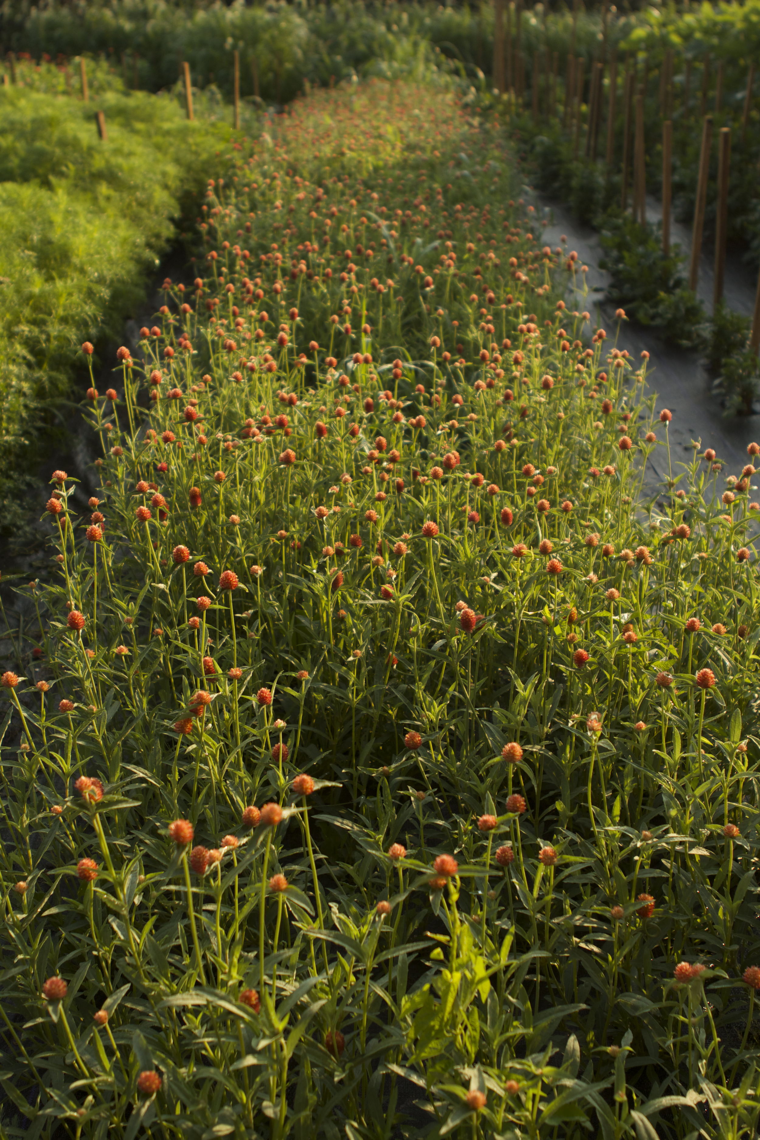 We might have overdone it on the gomphrena...