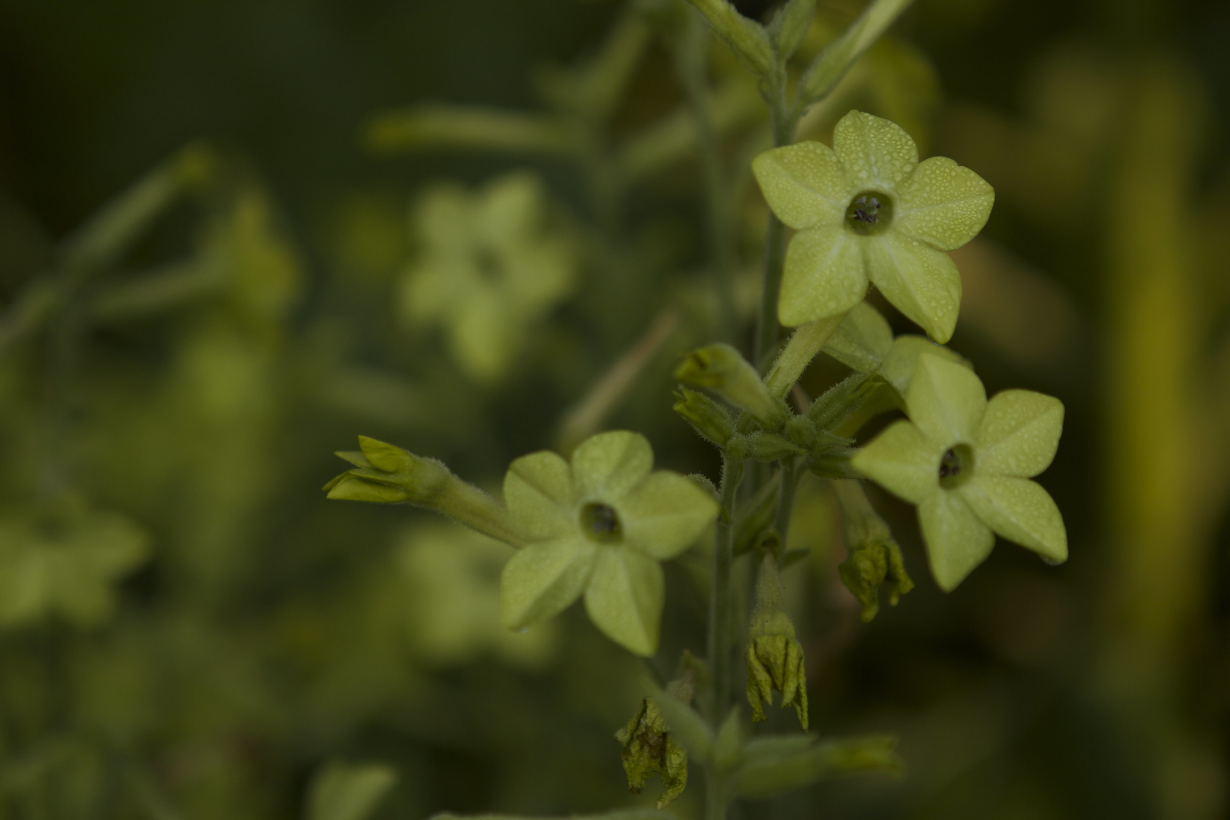 Nicotiana - I want to plant so much more of this next year!!!