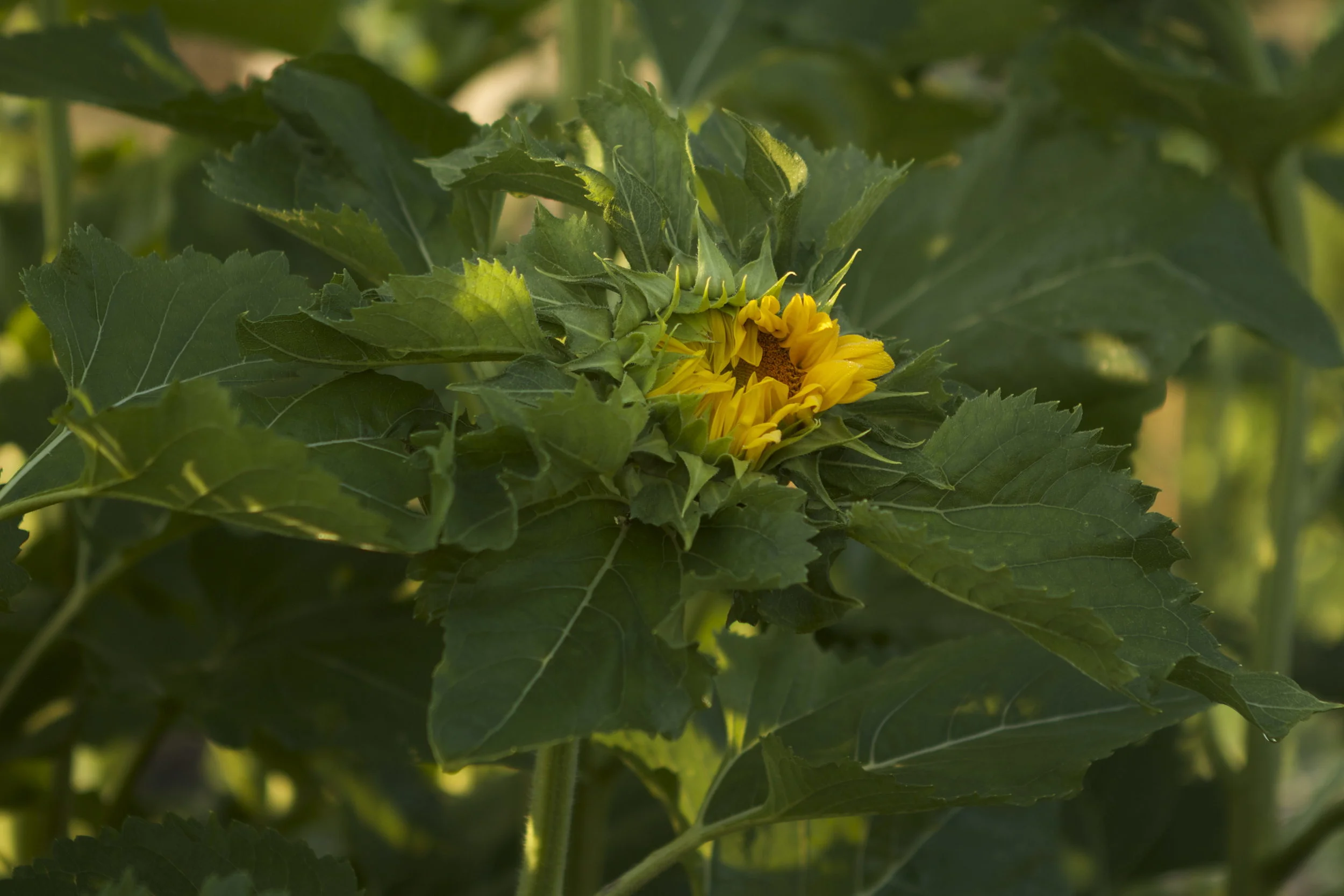 Sunflowers!!