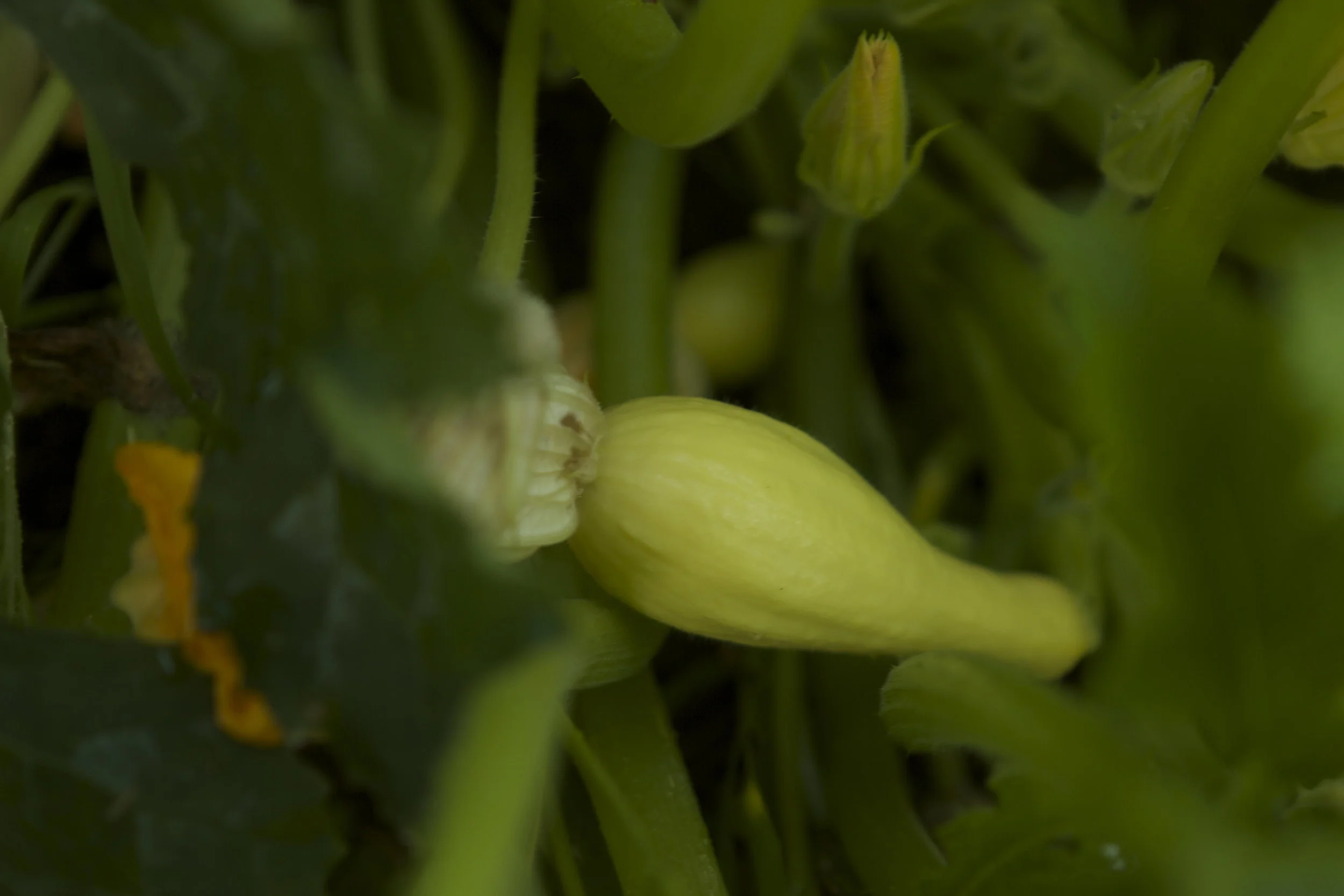 Yellow squash extravaganza!