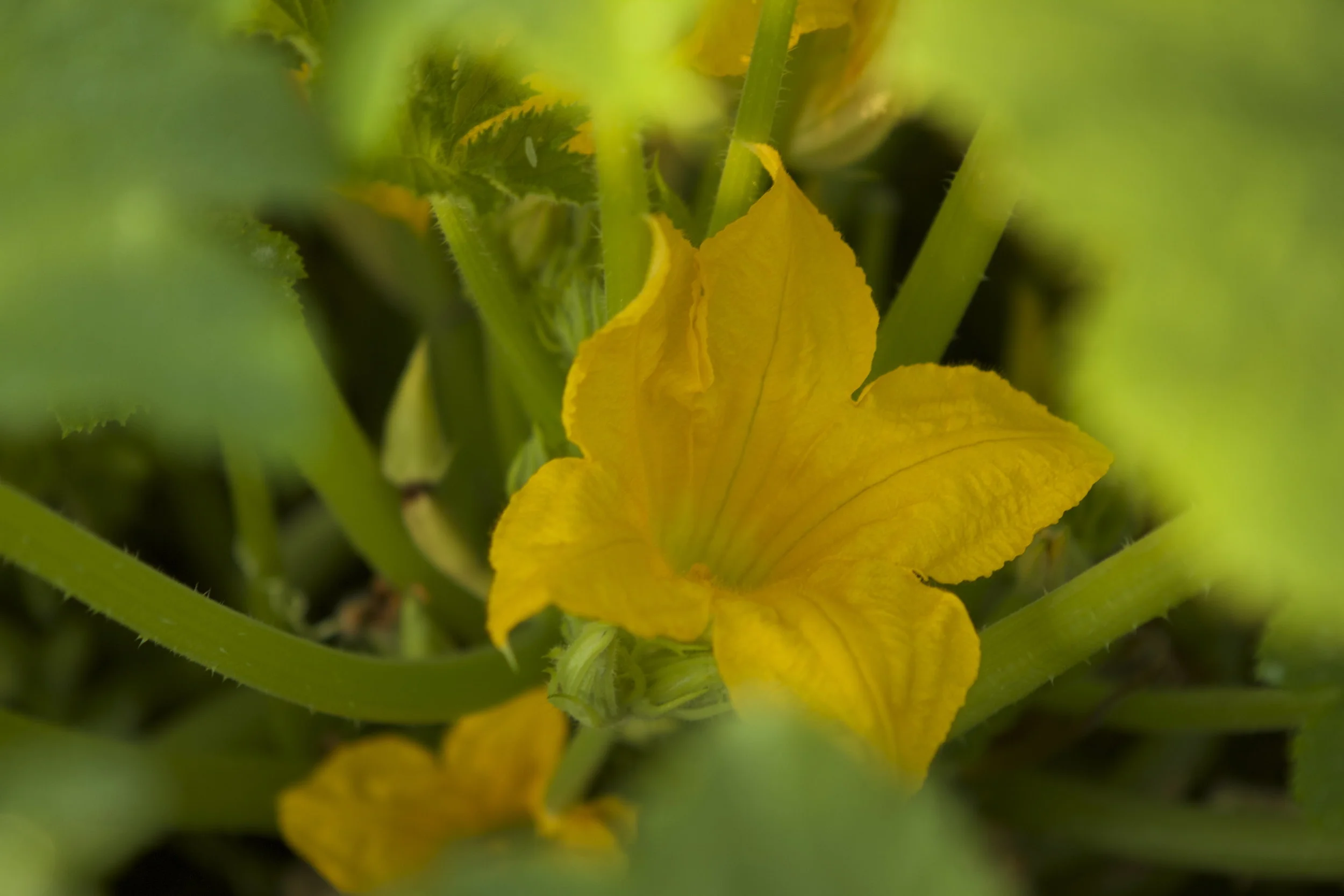 I love finding bees sleeping the morning away in the squash blossoms