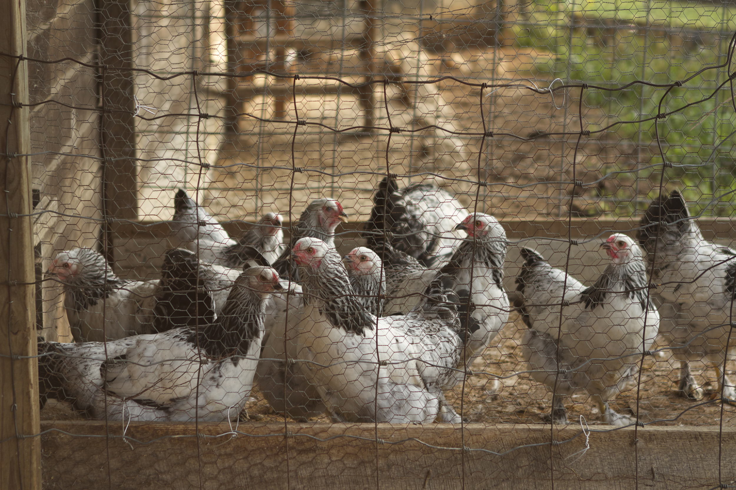 Some of mom's flock ("the ladies") -- FINALLY paying rent!