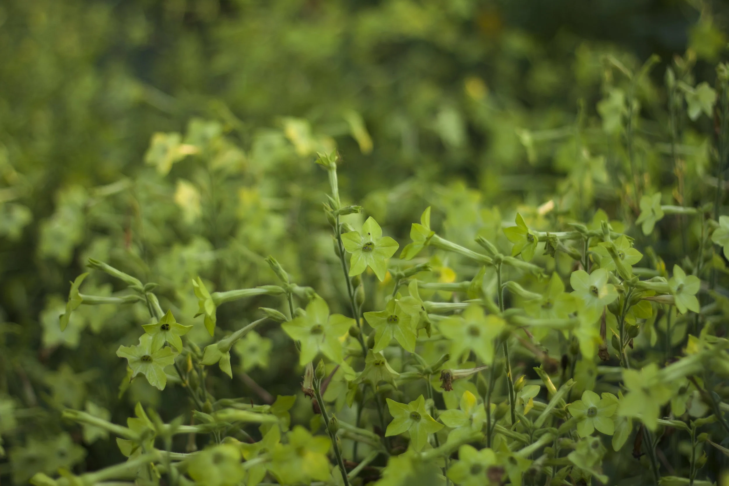 Nicotiana (want to grow so much more of this next year!!)