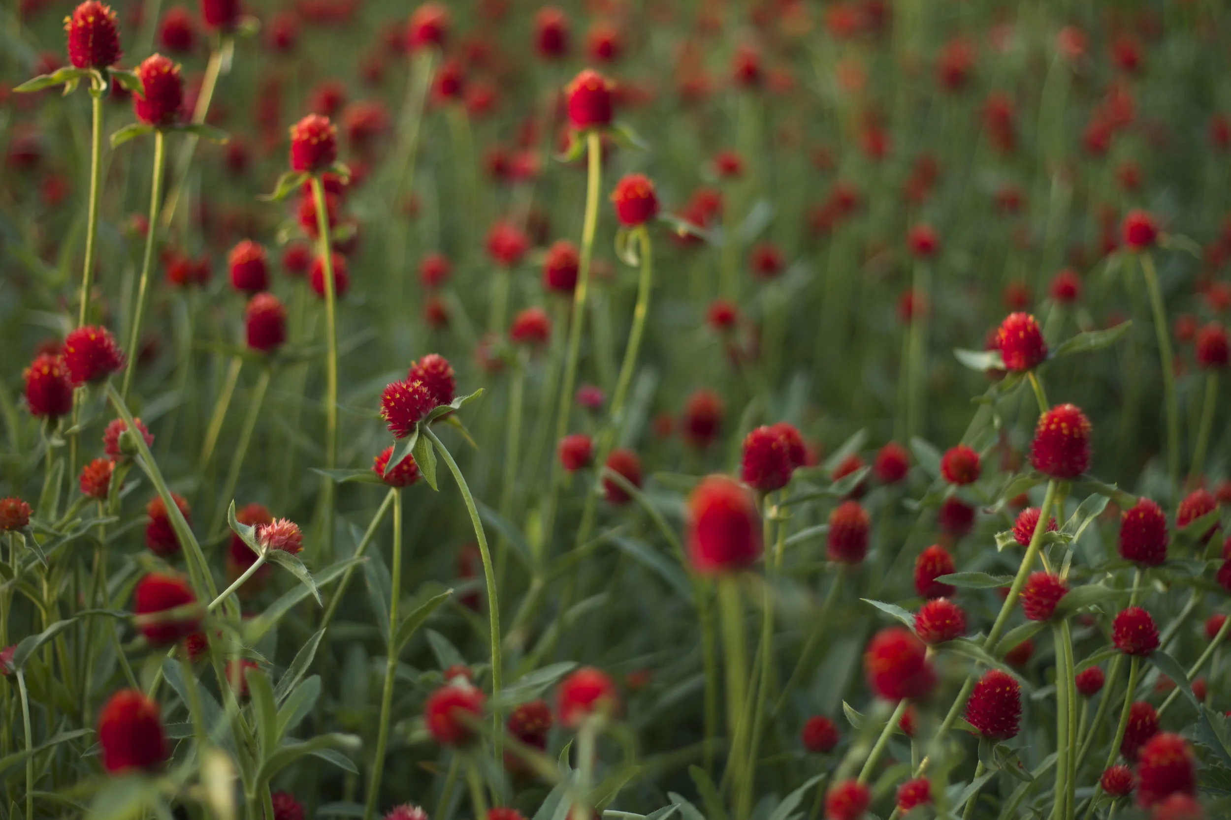 Strawberry fields Gomphrena