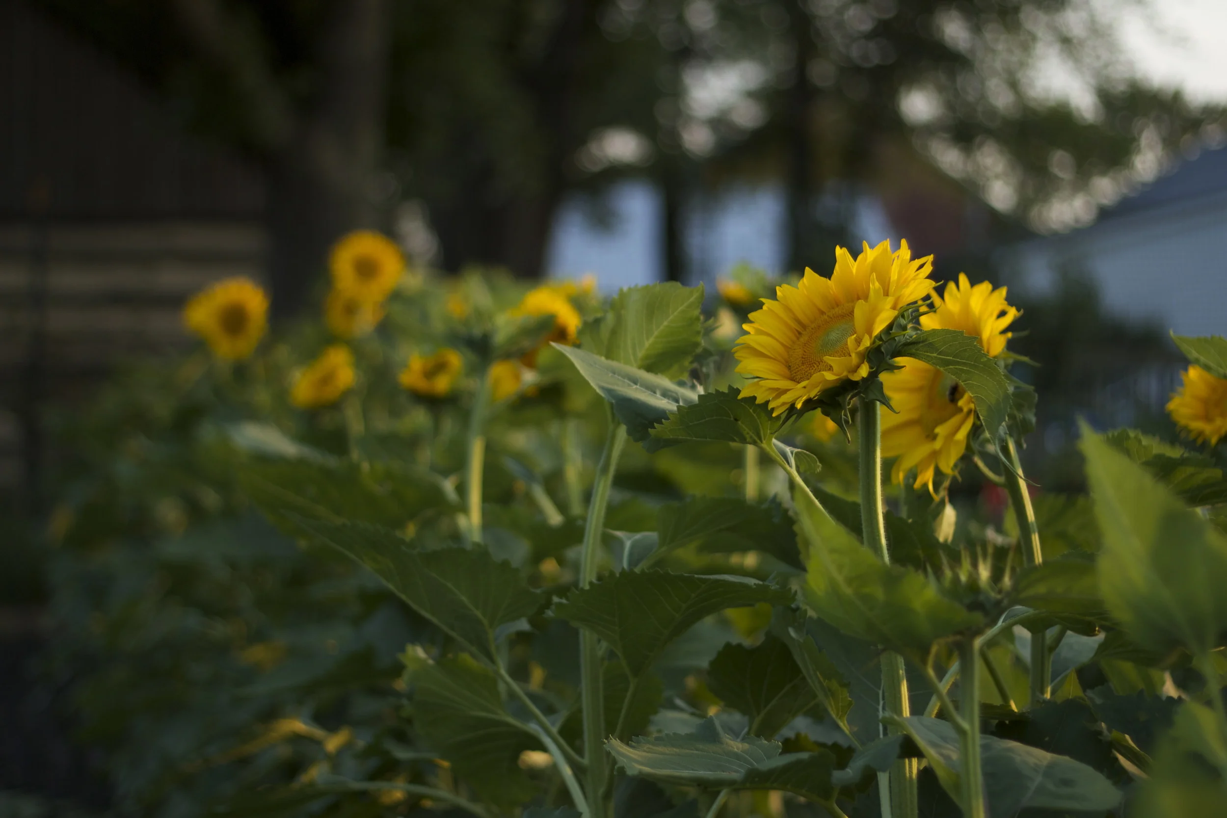 I have a new appreciation for sunflowers after watching them stretch towards the sun all summer