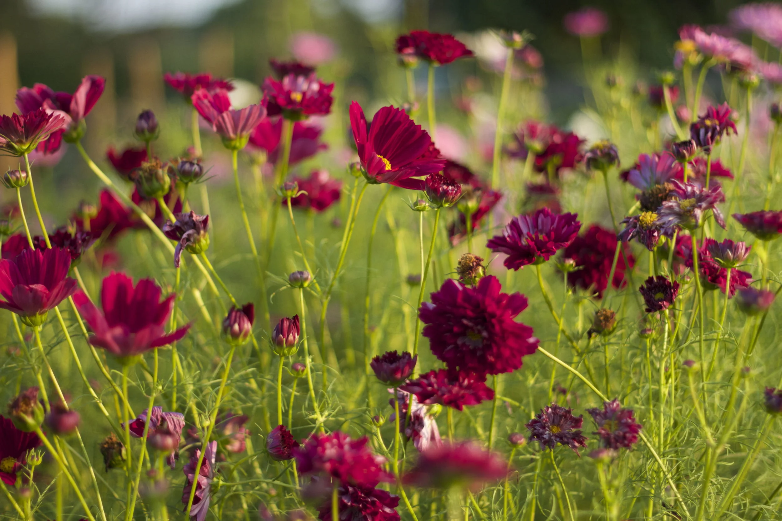 Cranberry Double Click Cosmos