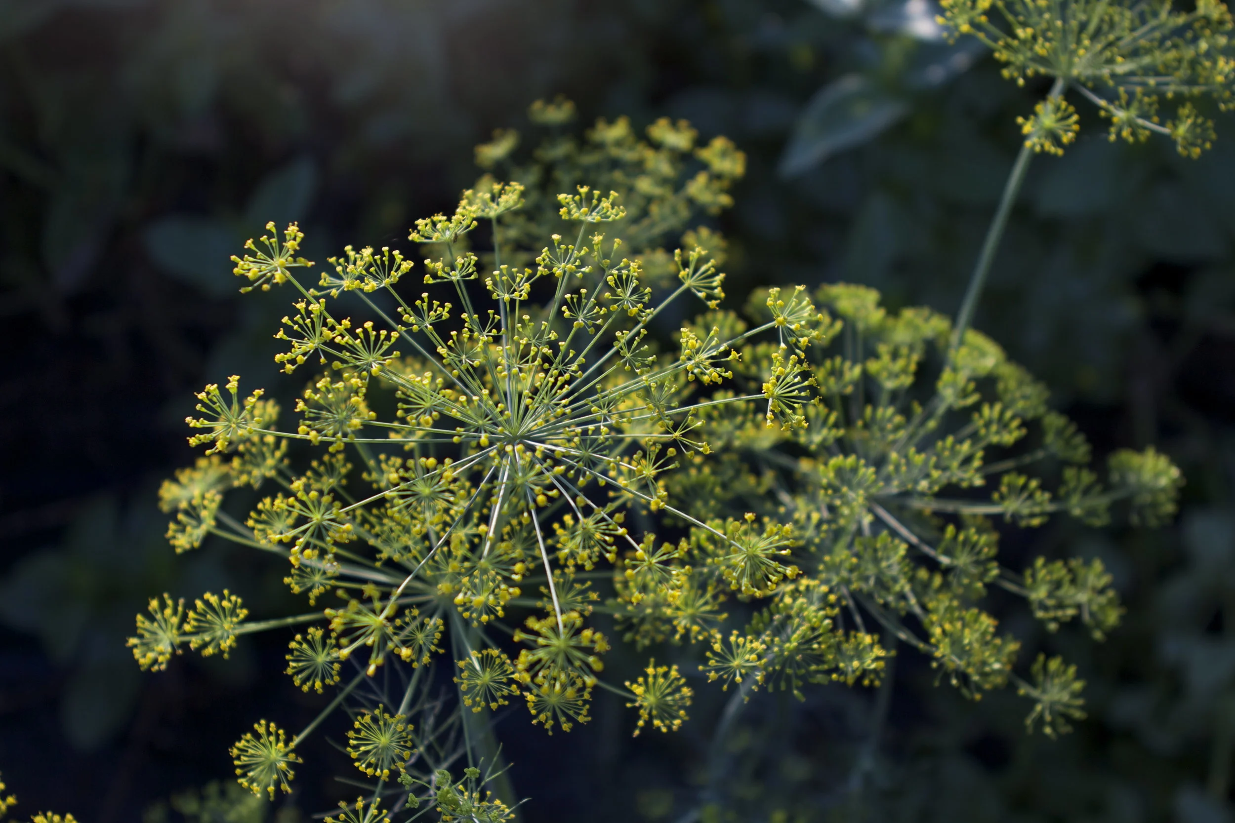 Dill!!!