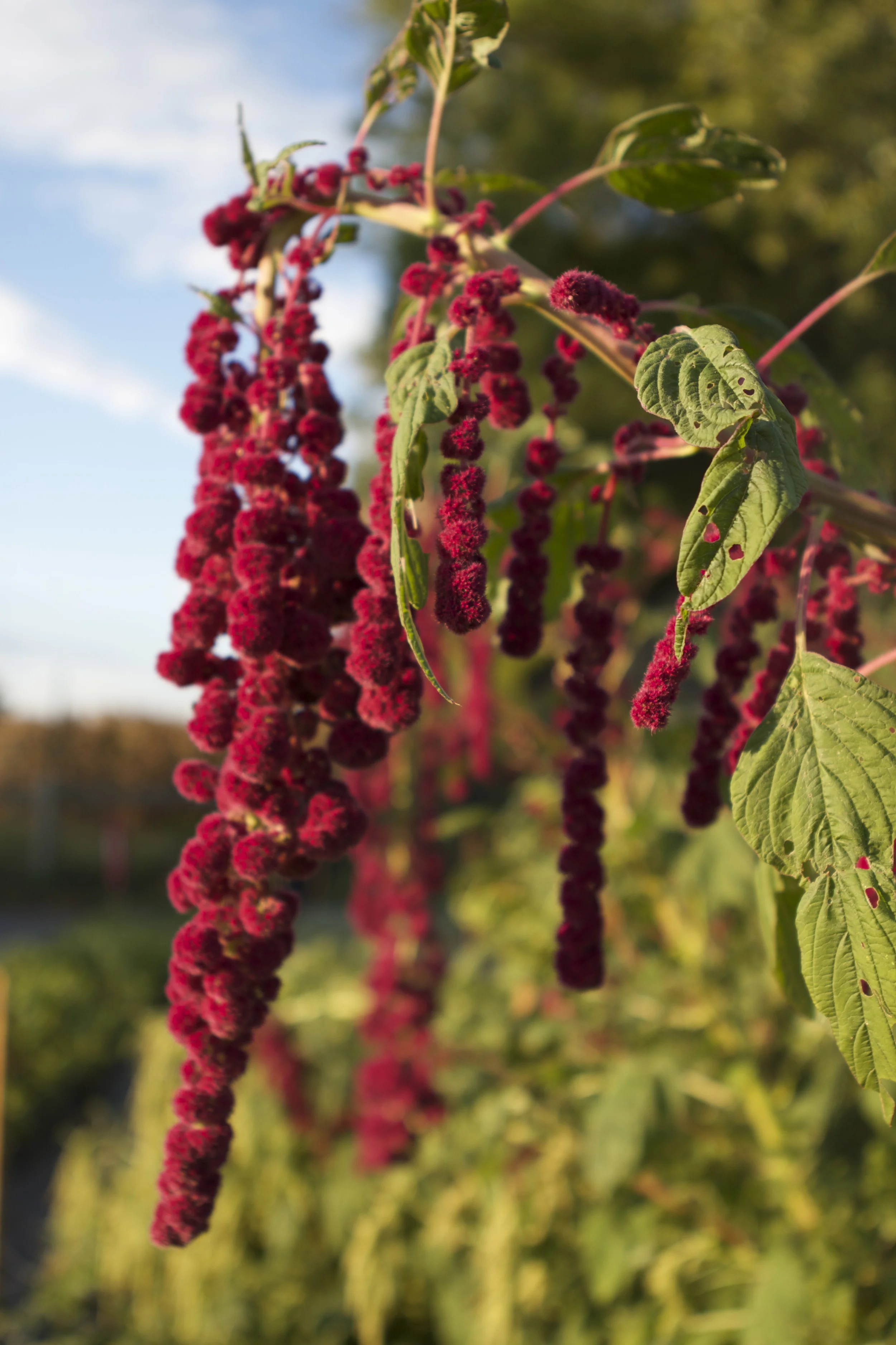 Amaranth! It's like a forest...