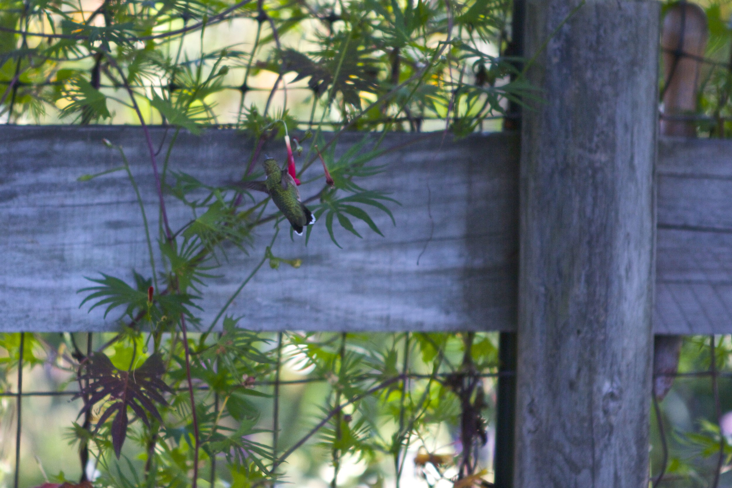 The last of the hummers! Hate to see them go...