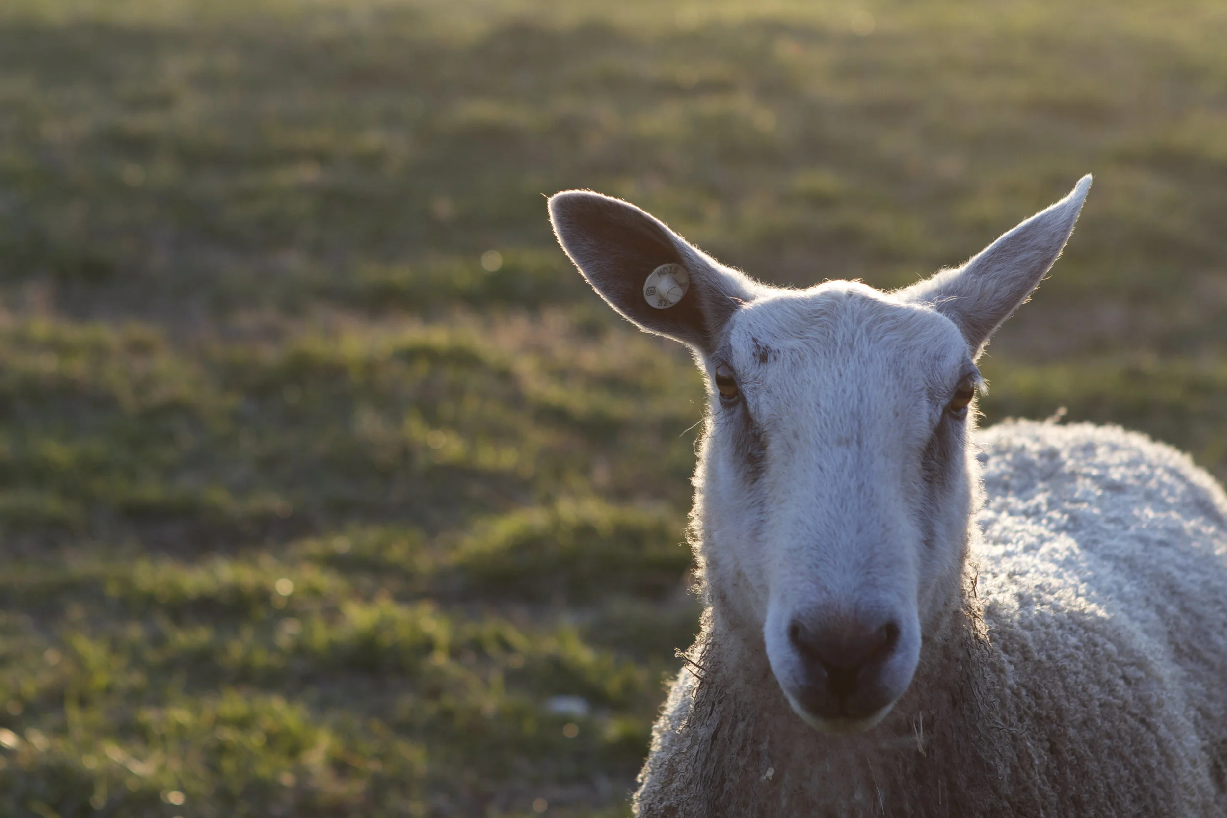 These darn sheep -- They are very photogenic but they are so D-U-M-B!!!