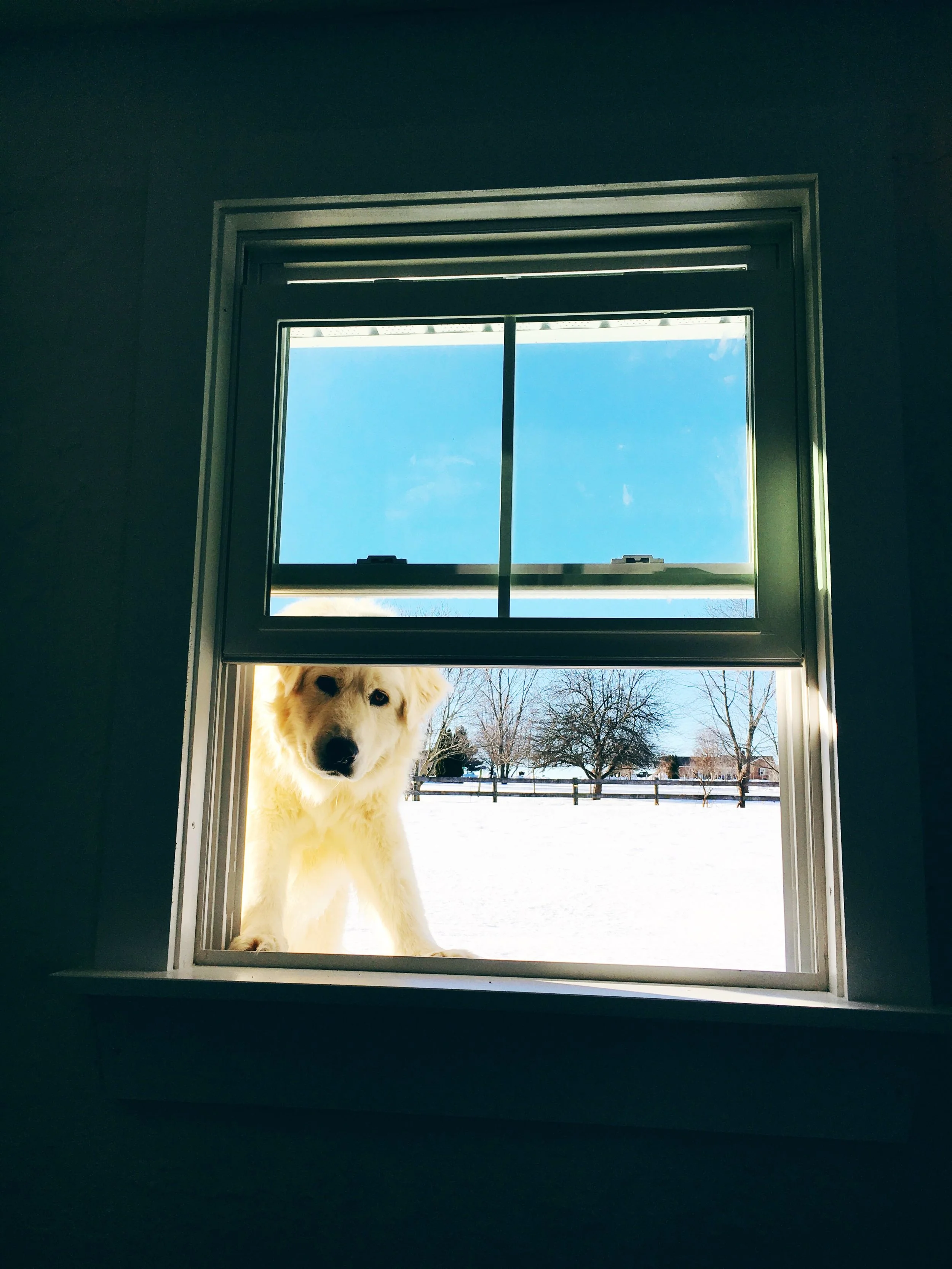 Dino on 1.30.16, the day before he left...