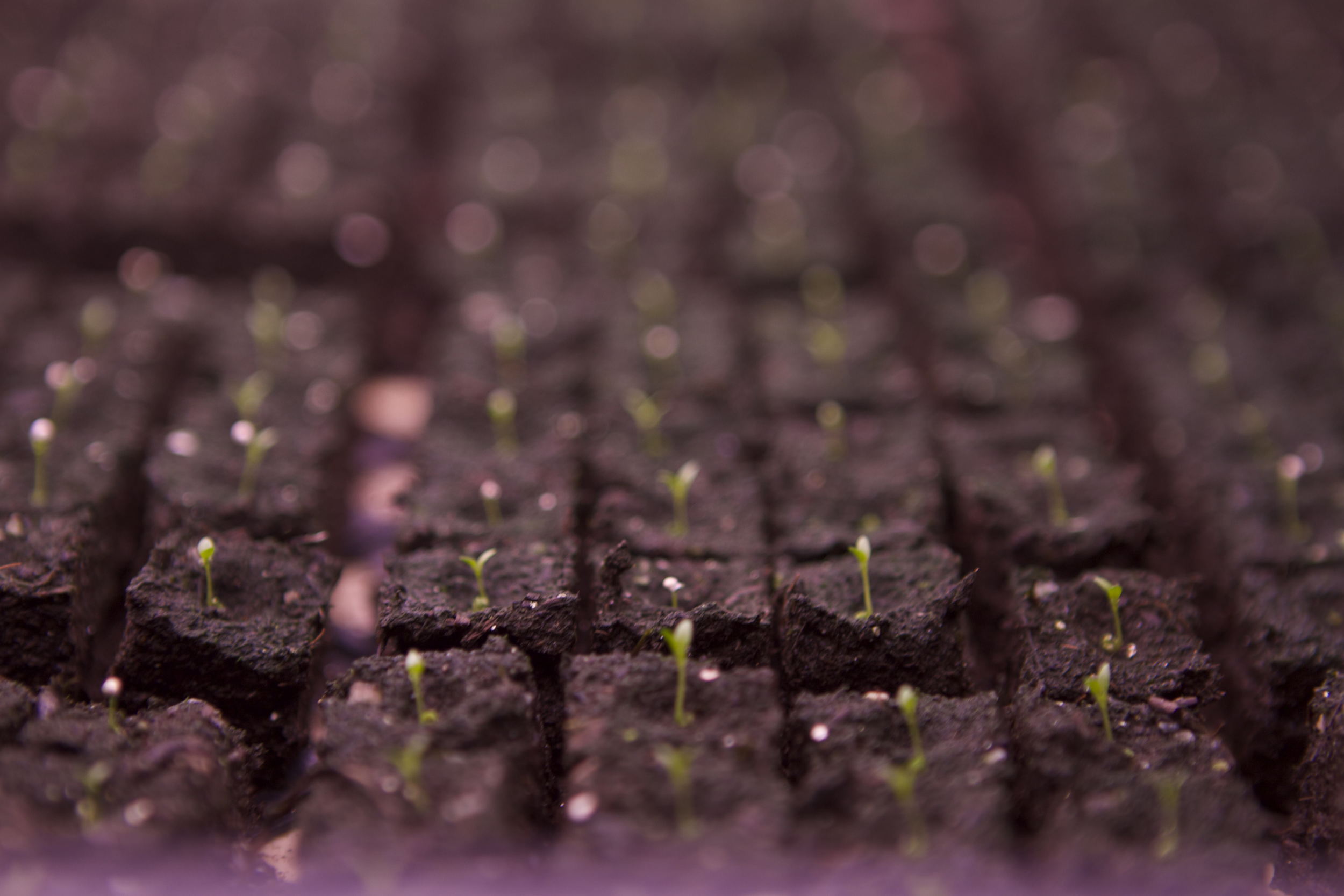 Lisies!!! The tiniest of all the seedlings in all the land!!
