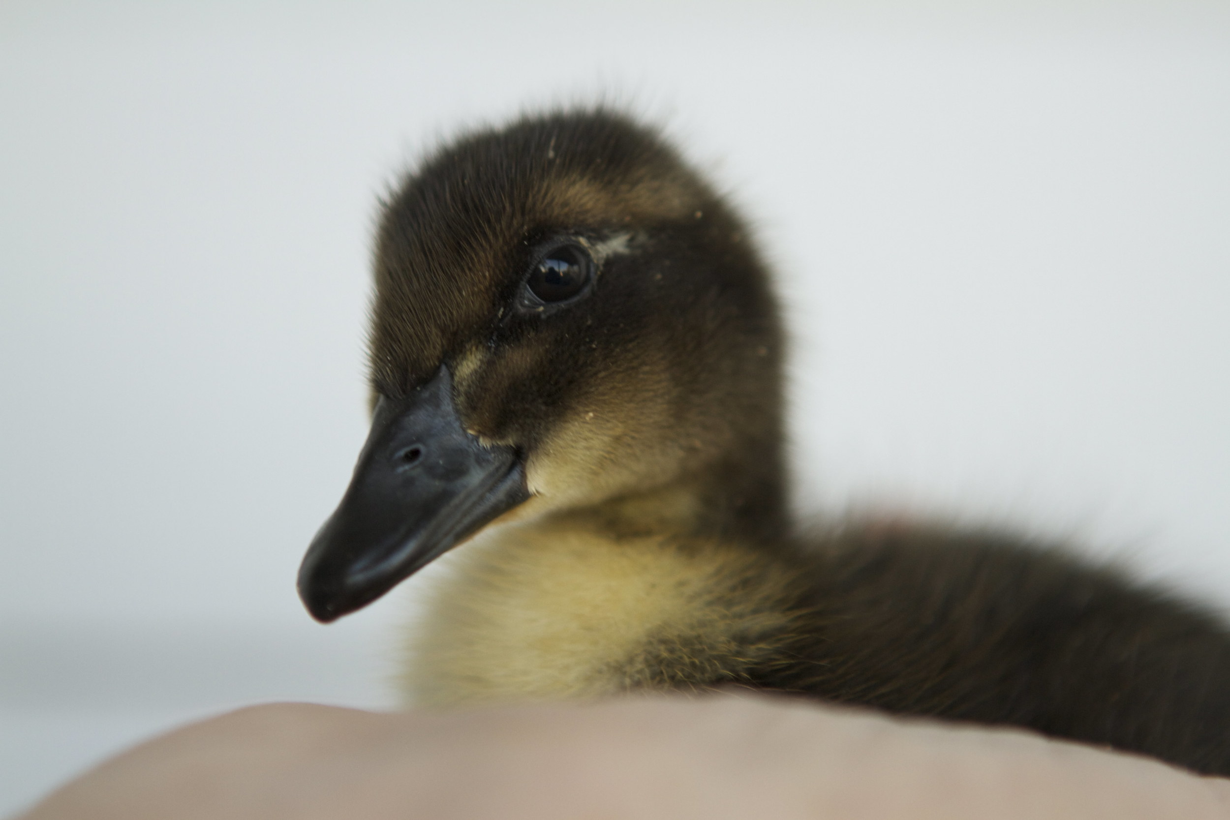 What's quackin'? Watching (and listening) to these sweet little ducklings peep, pip and hatch for the first time is something I will never ever forget. 