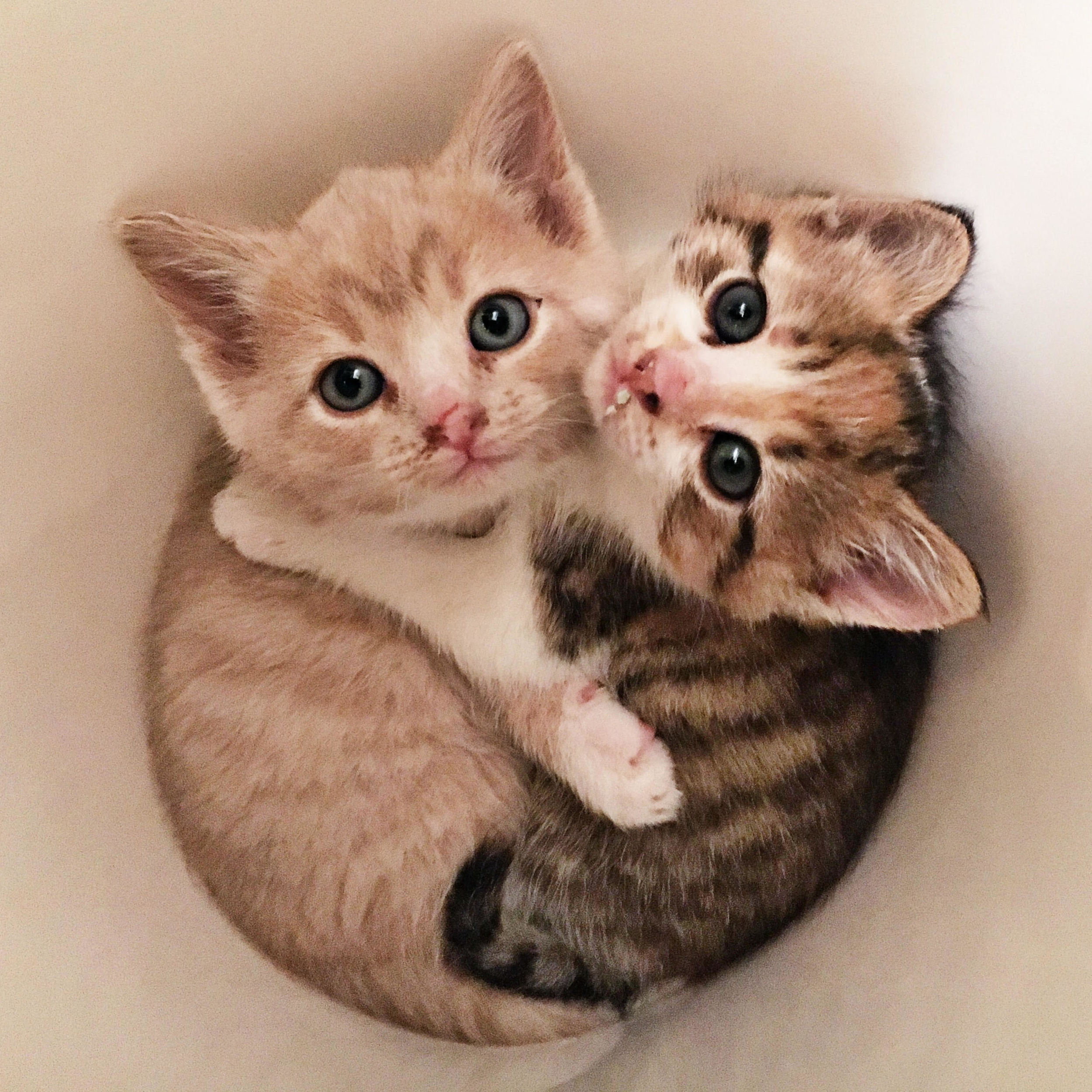 little nuggets