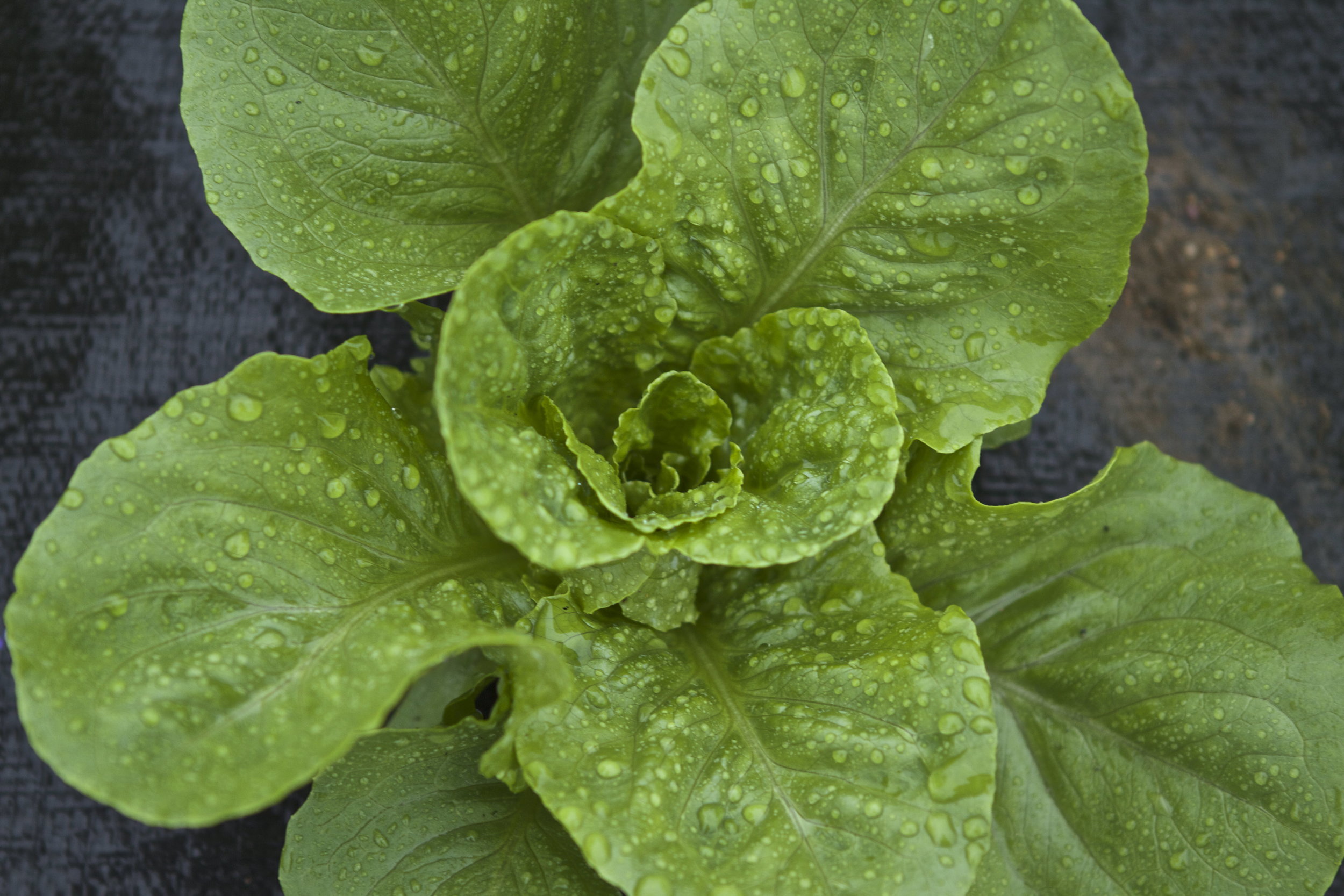 lettuce extravaganza