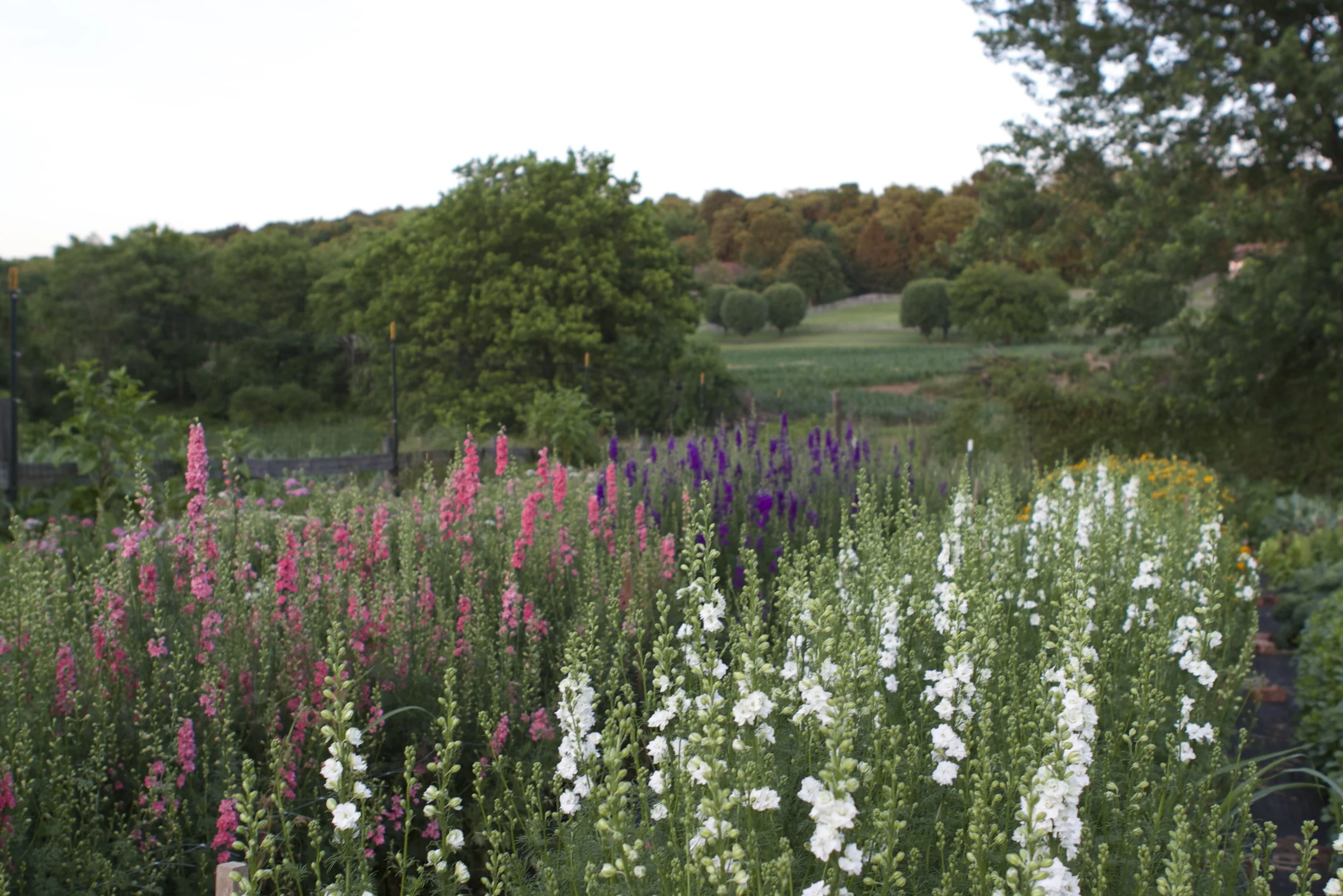 Early June at dusk // larkspur