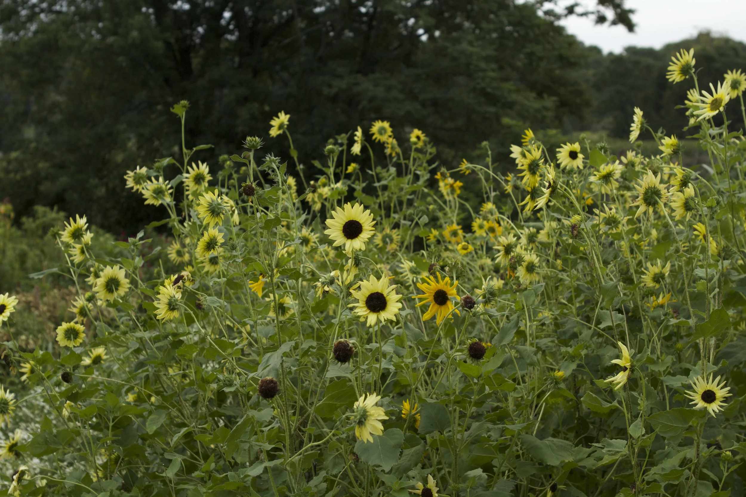 Late June and most of July felt like we were stuck in a yellow, white and green period // italian white sunflowers (branching - a nice addition to a cutting garden)