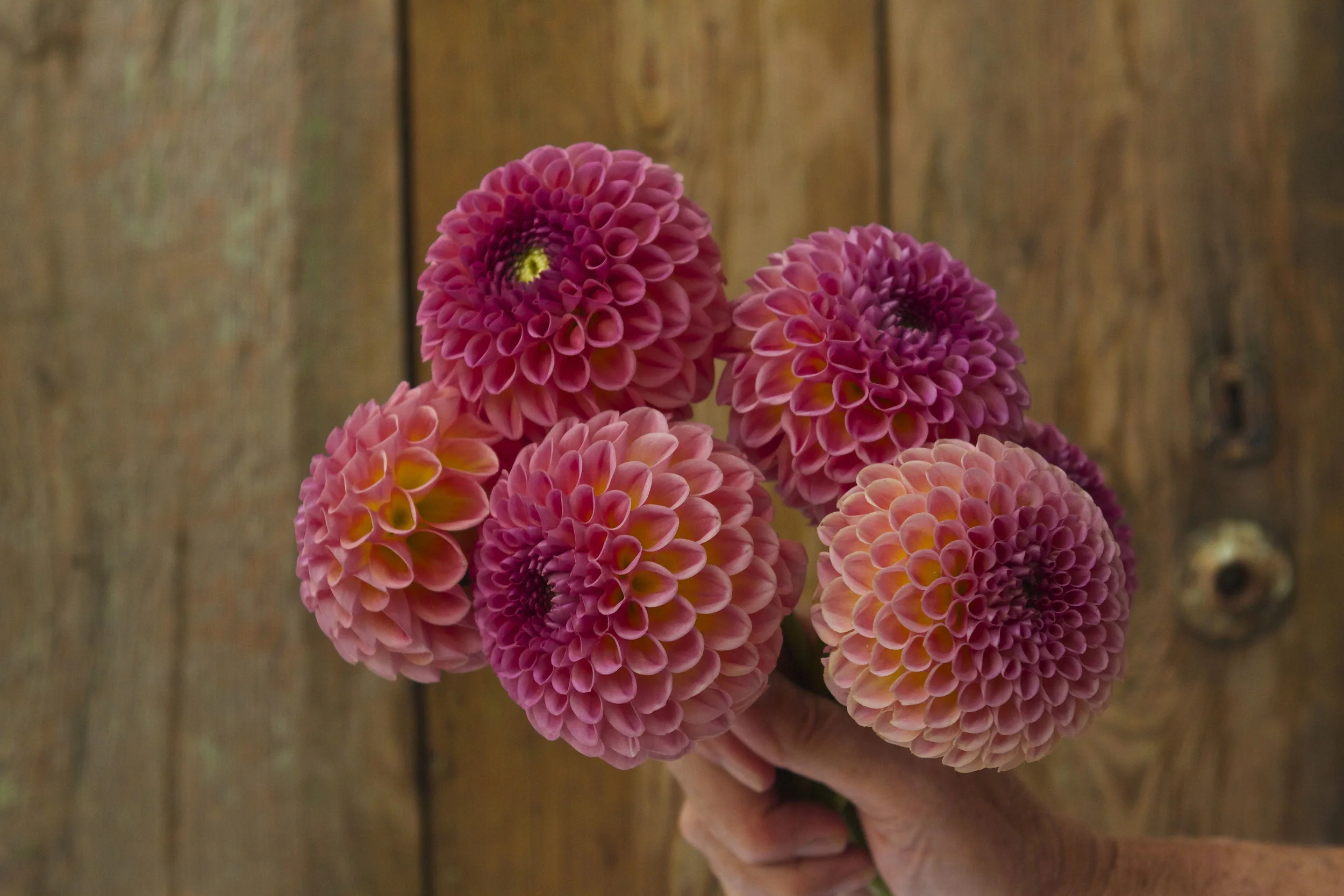 dahlia season has begun // jowey winnie