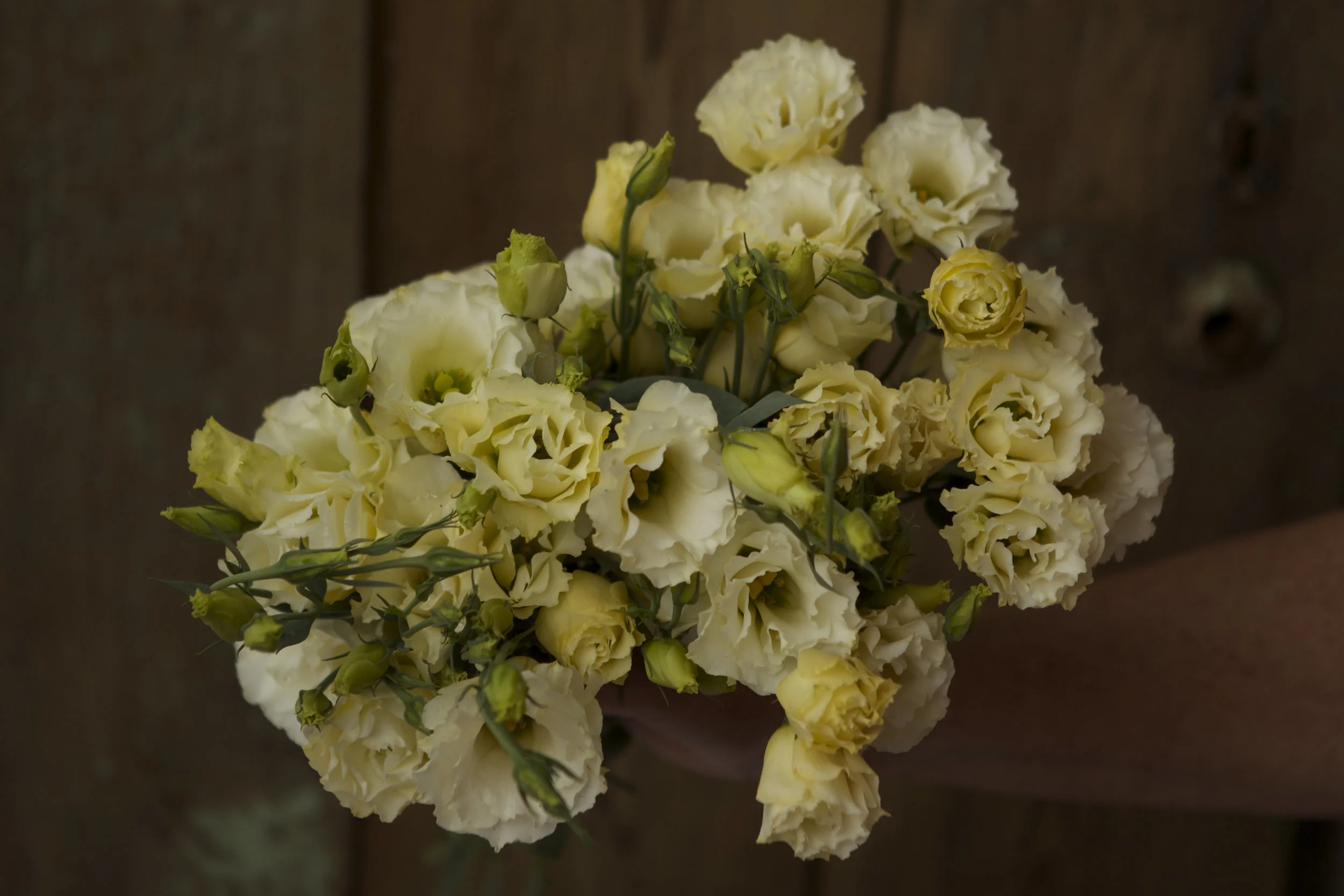 Lisianthus