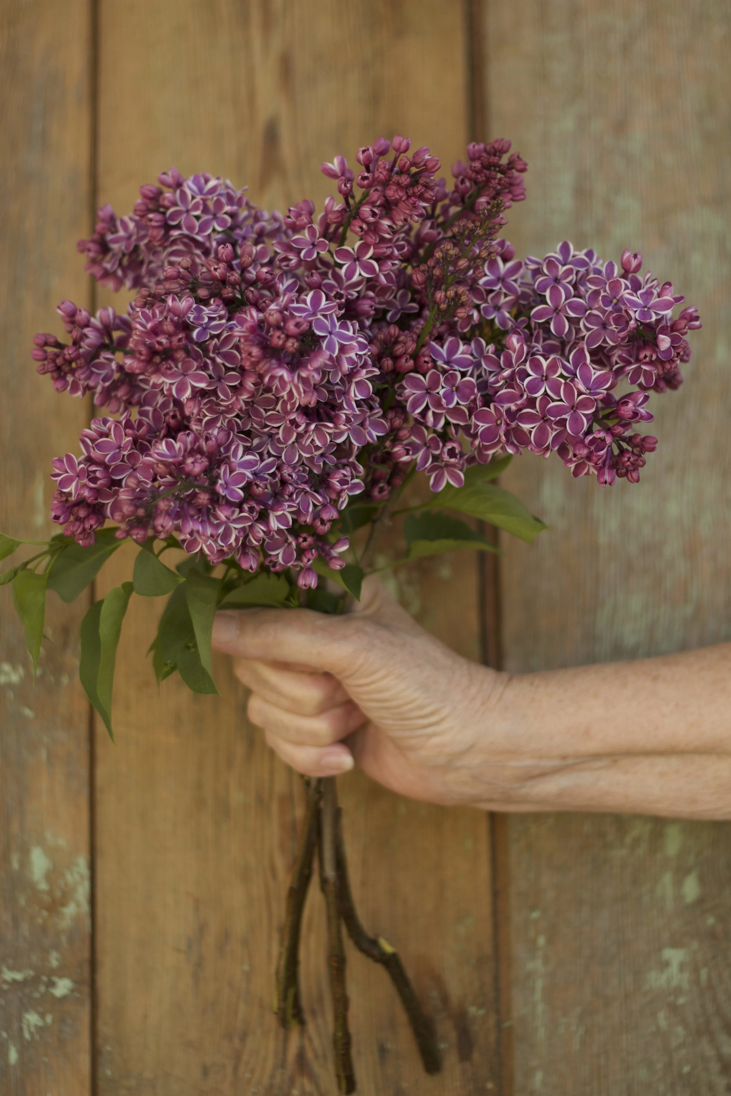 lilac