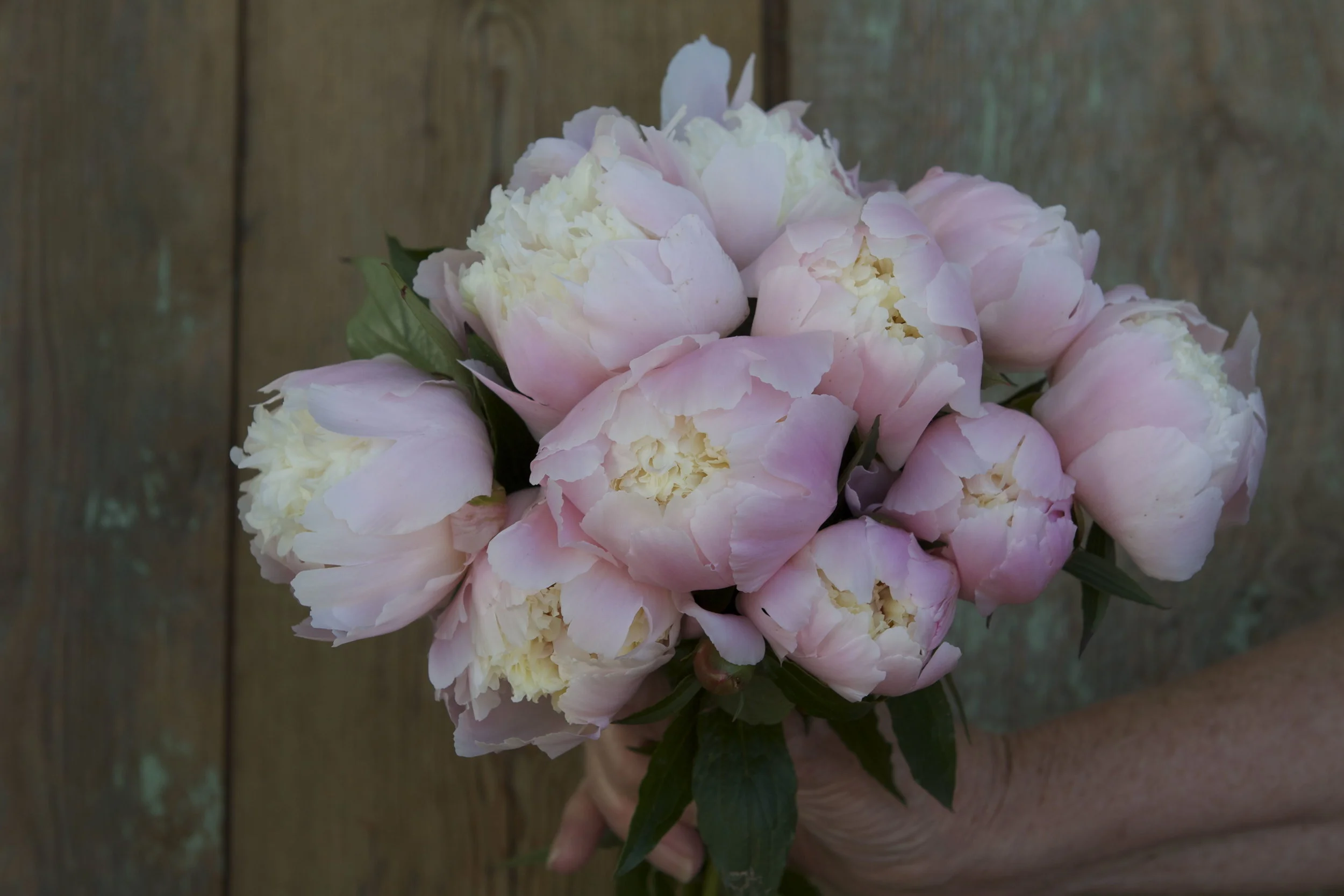 Very excited to learn my fiancee has peonies too ;)