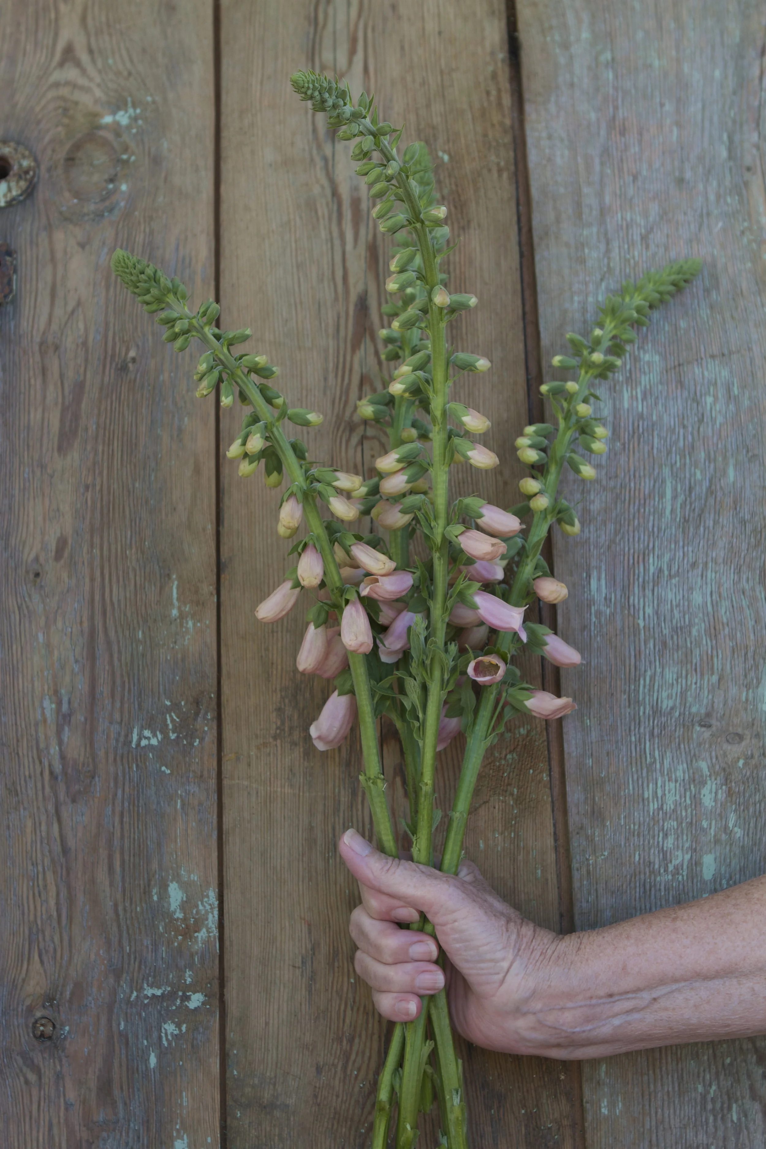 Foxglove 