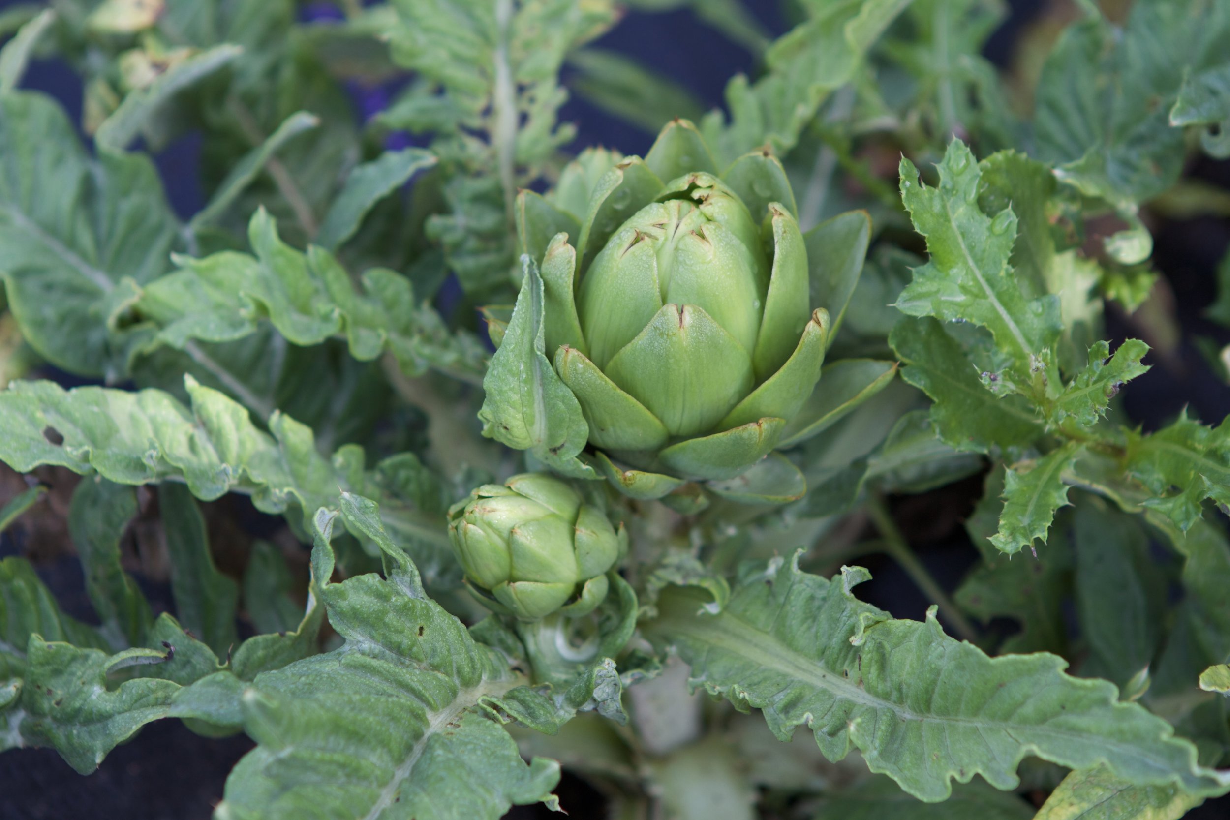 Artichokes! For some reason this feels like a big deal.
