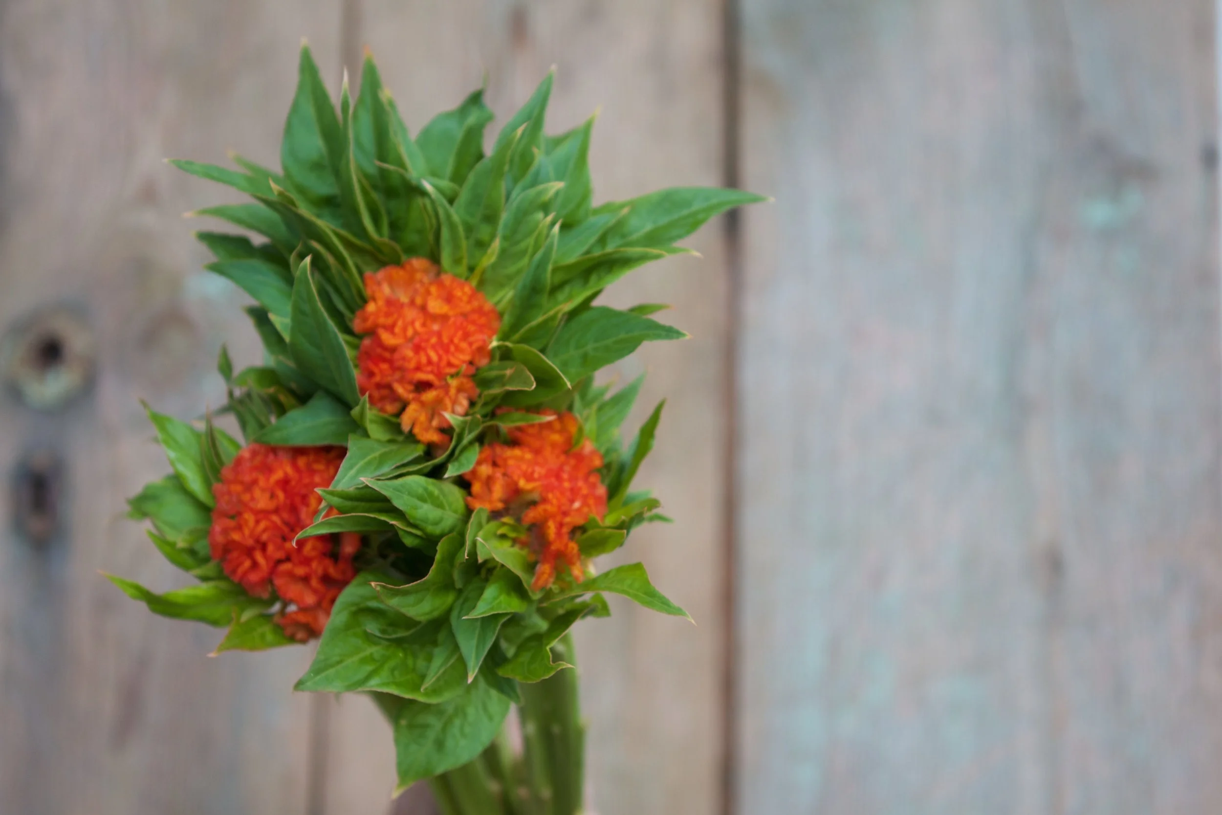 Chief Persimmon celosia