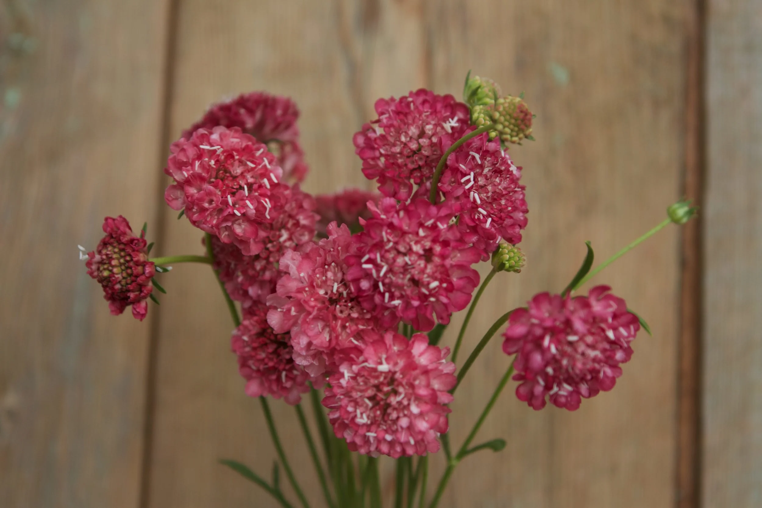 Salmon scabiosa