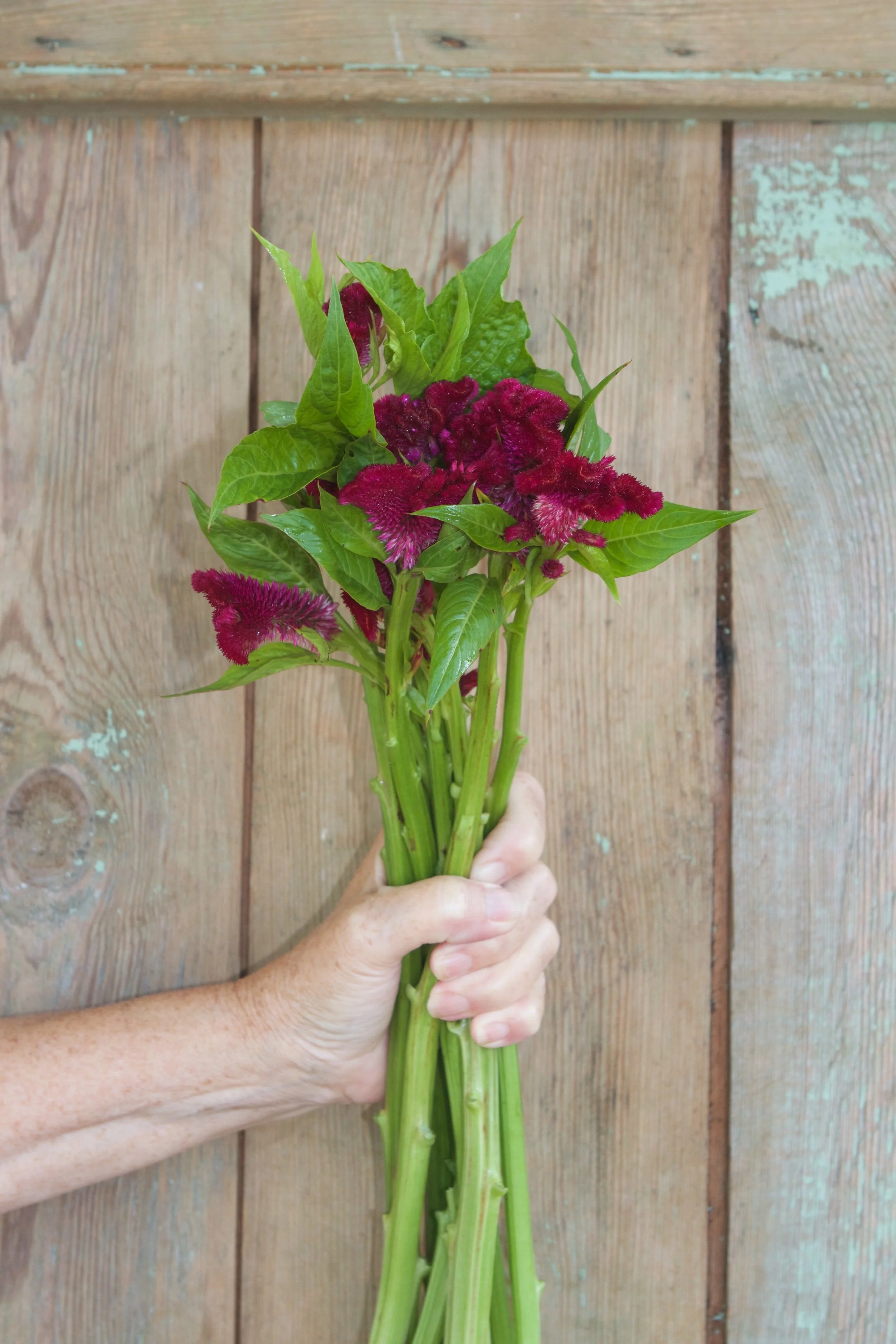 Cramer's Burgundy Celosia