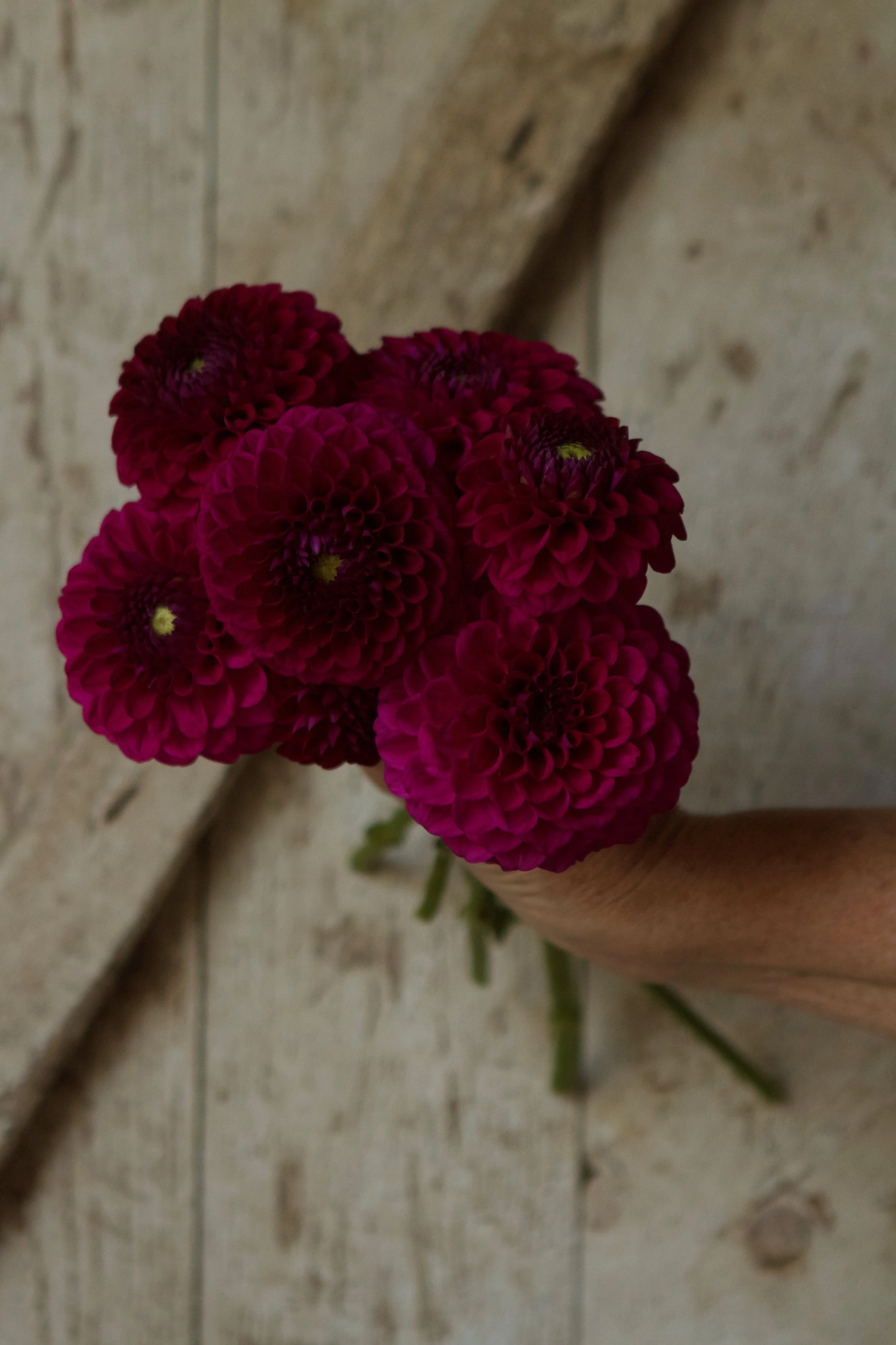 Cryfield Harmony dahlia