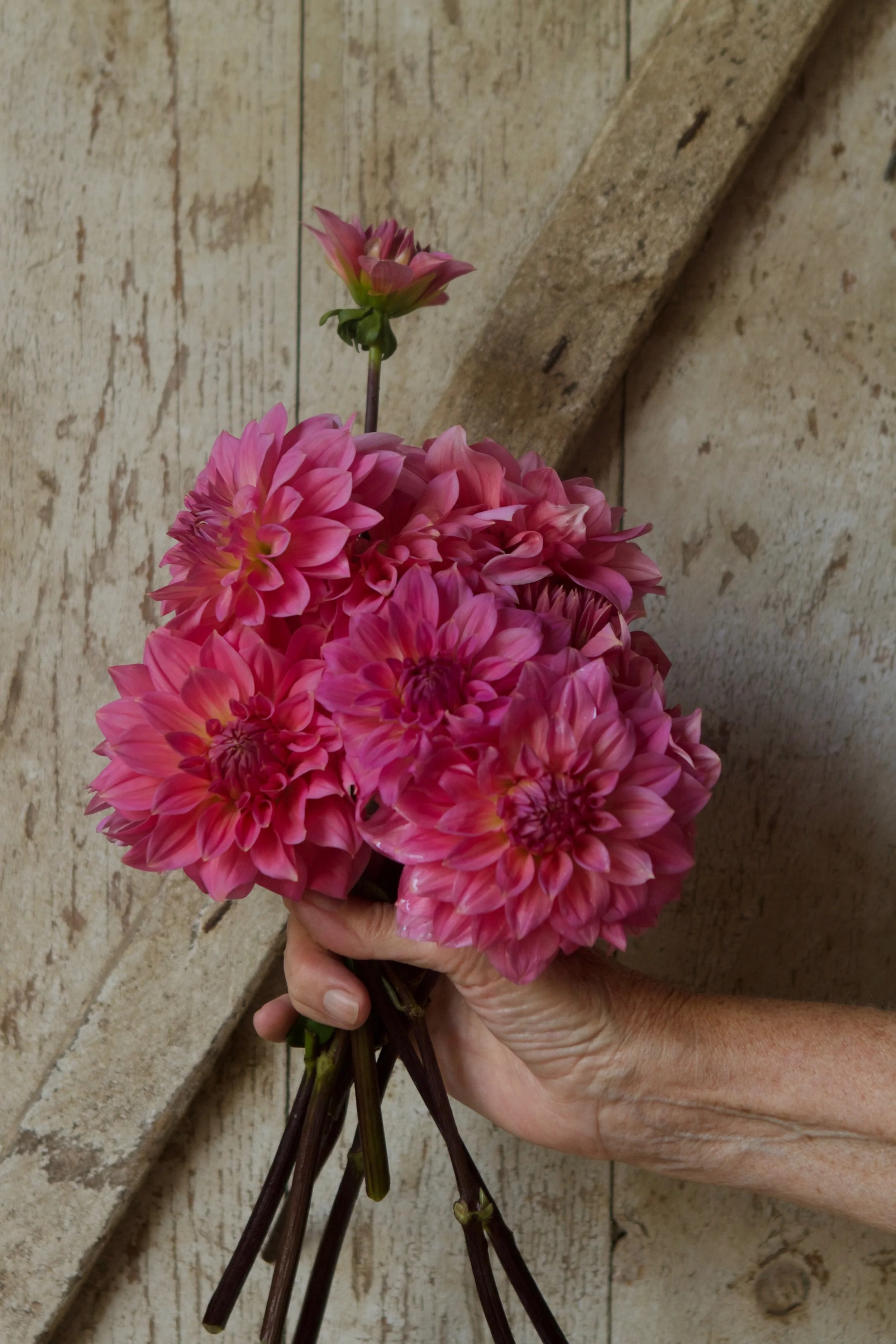 Jersey Beauty dahlia