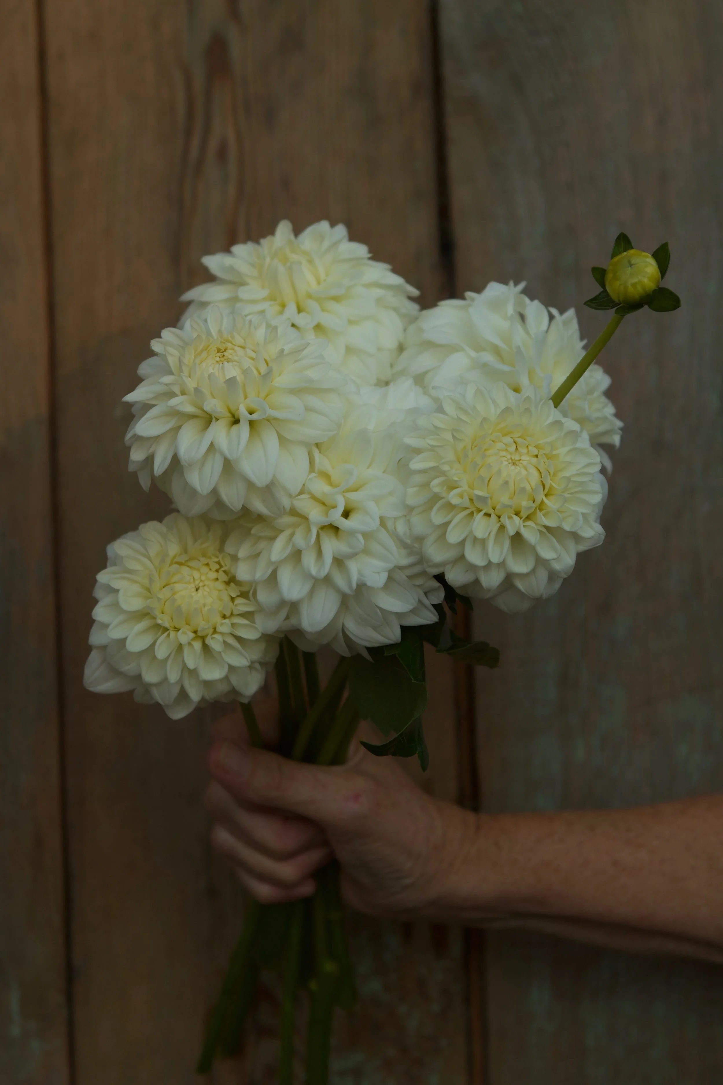Blizzard dahlia