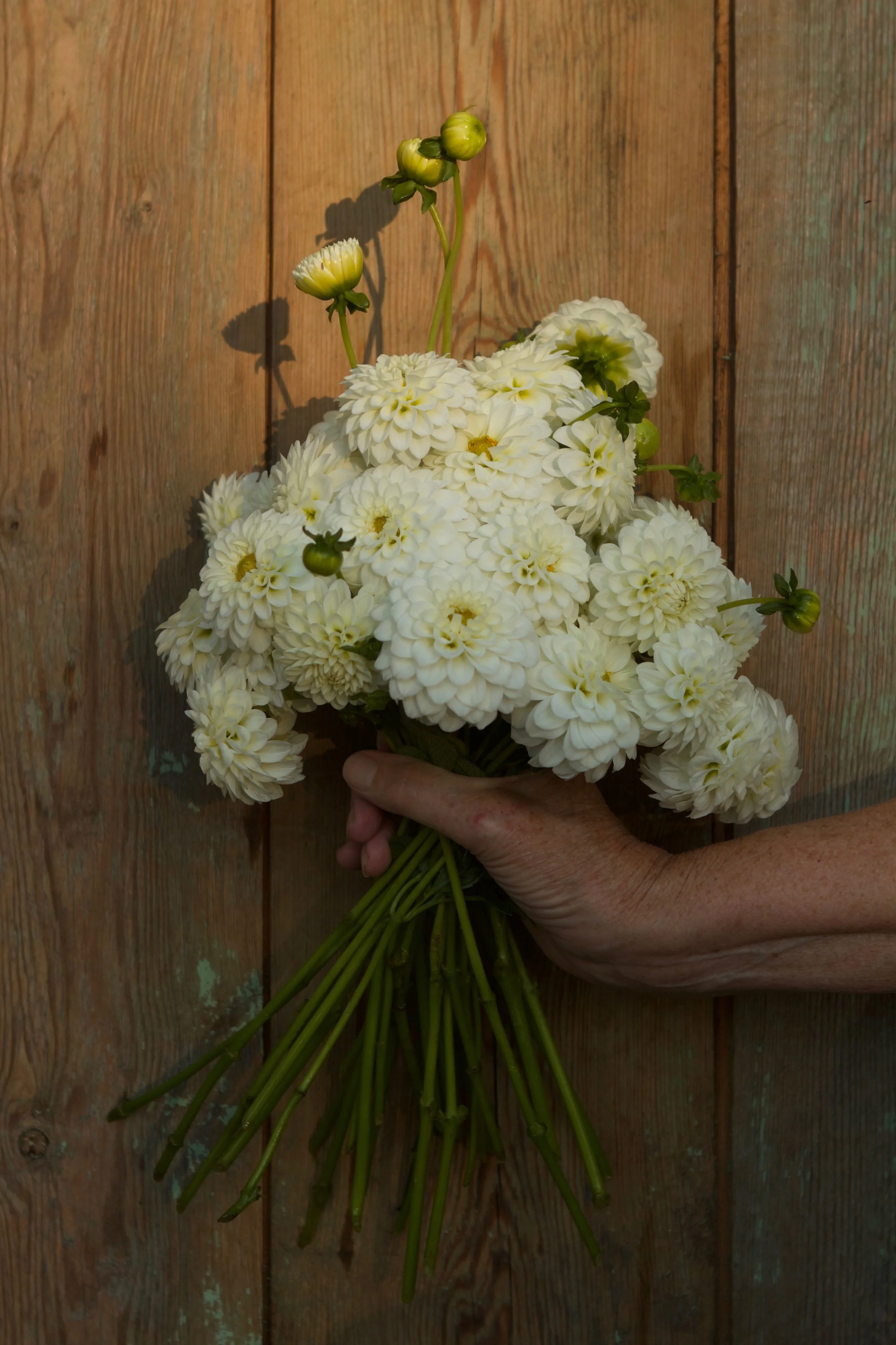 Petra's Wedding dahlia