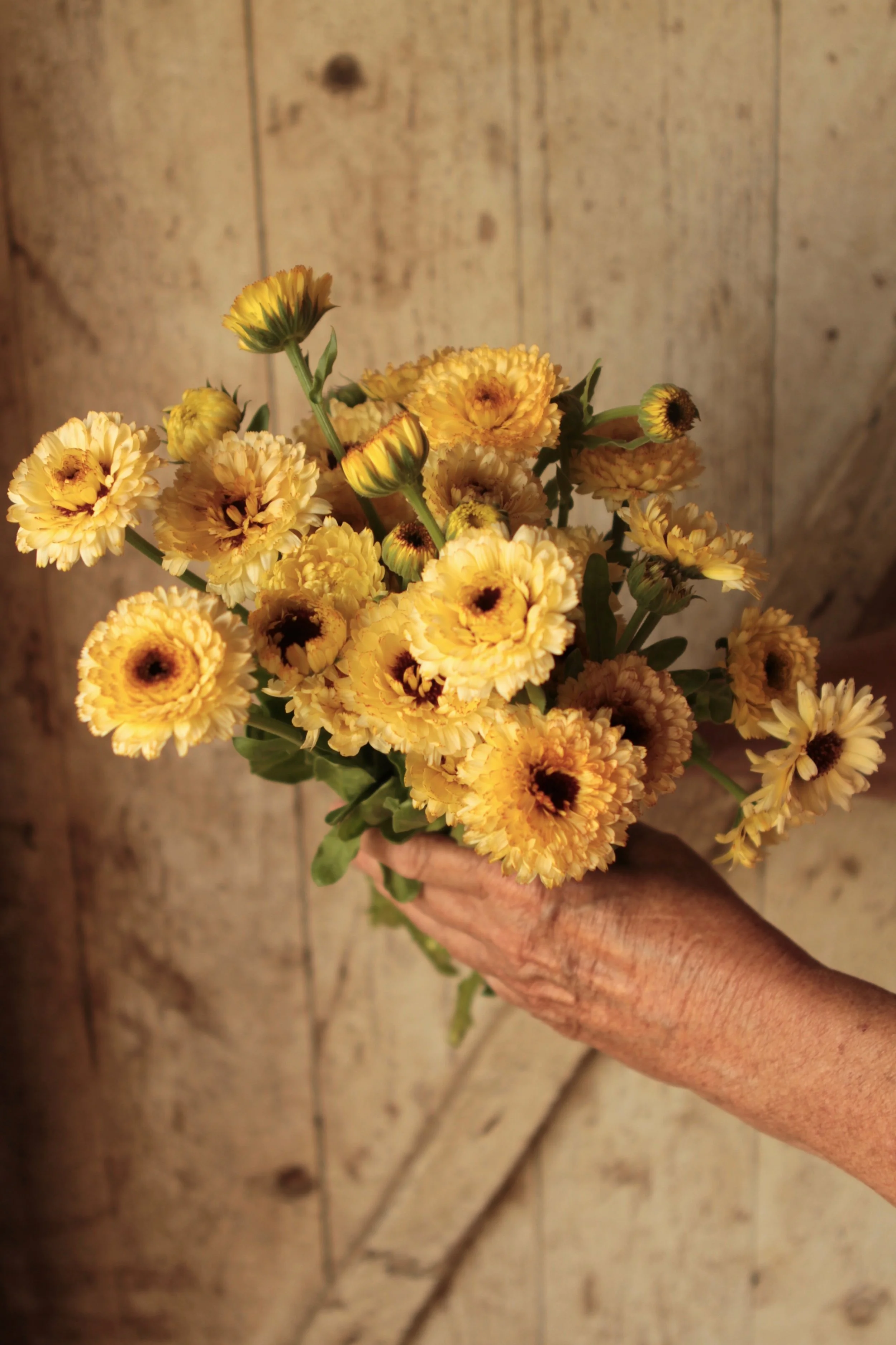 Ivory Calendula - Definitely growing again in 2019