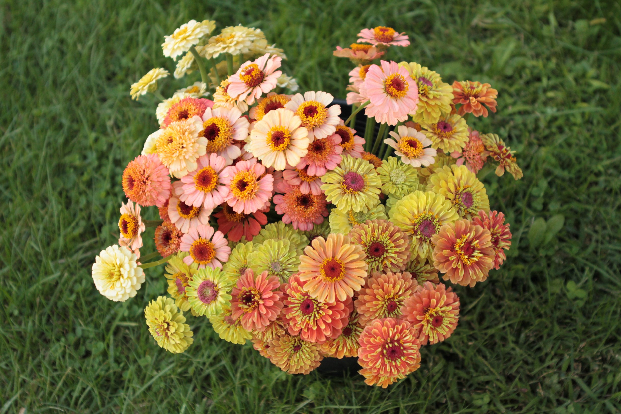 ZINNIAS 2022.jpg