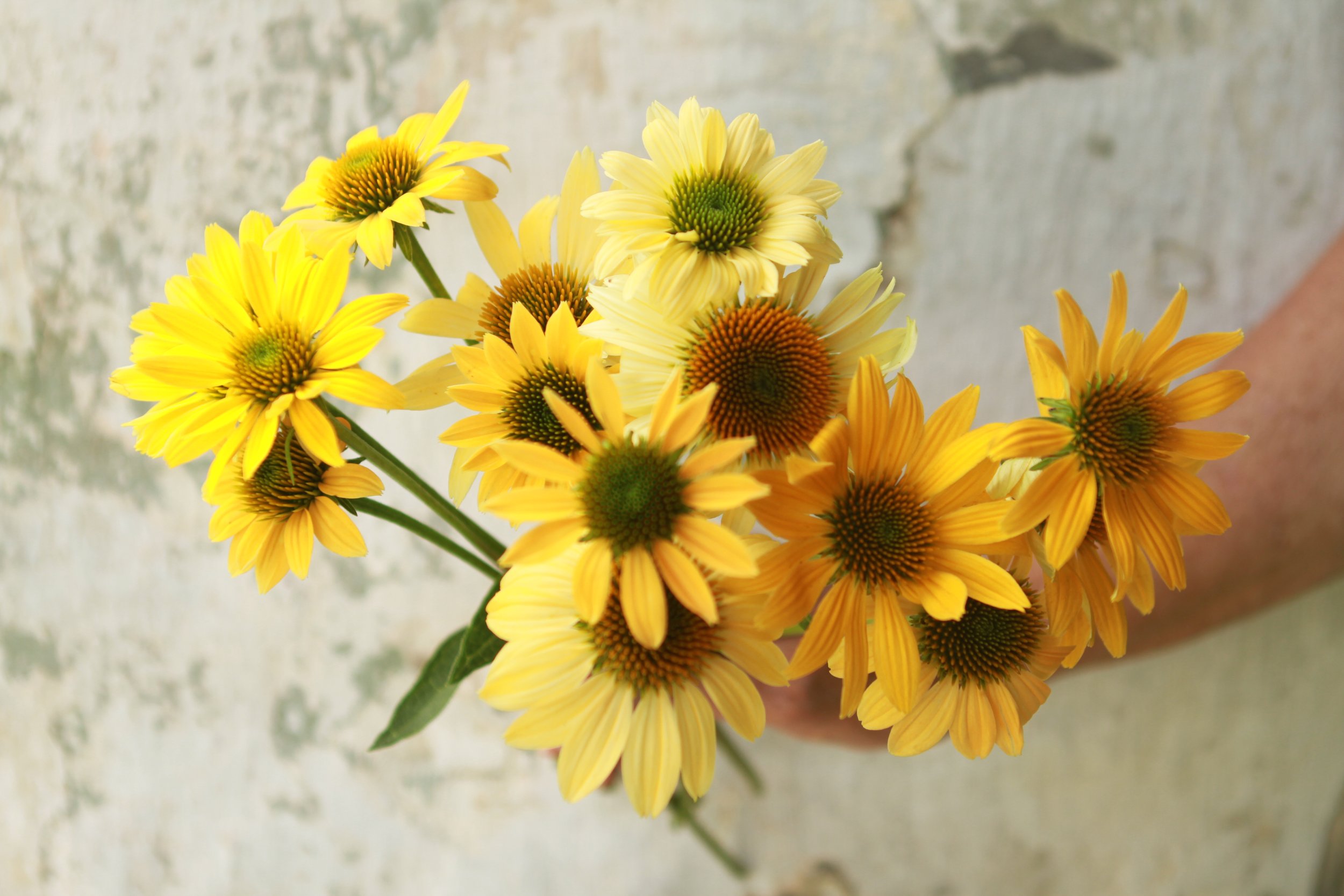Mellow Yellow Echinacea grown at Belle Blooms Farm
