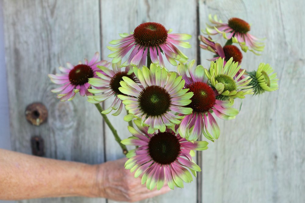 Green Twister Echinacea grown at Belle Blooms Farm