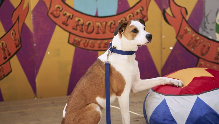 THIS VERY GOOD BOY IS NAMED ZIP IN REAL LIFE AND I LOVE HIM.